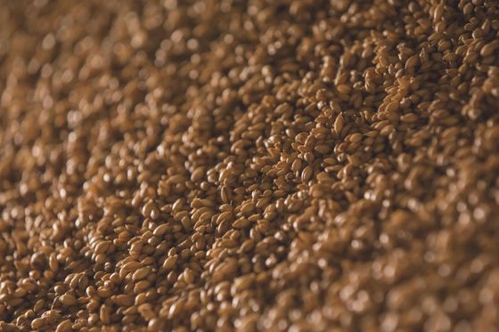 Close-up of glossy brown roasted coffee beans filling the frame