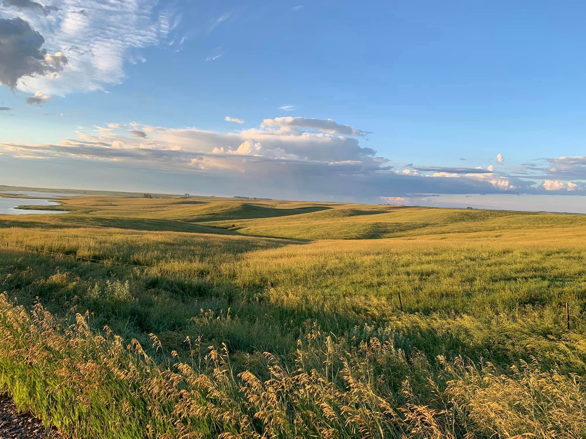 Golden grassland under a blue sky with scattered clouds at sunset