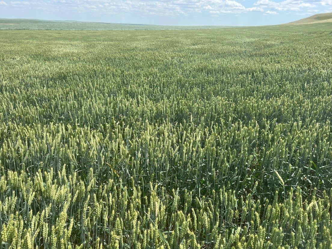 Wide green crop field under a blue sky with scattered clouds