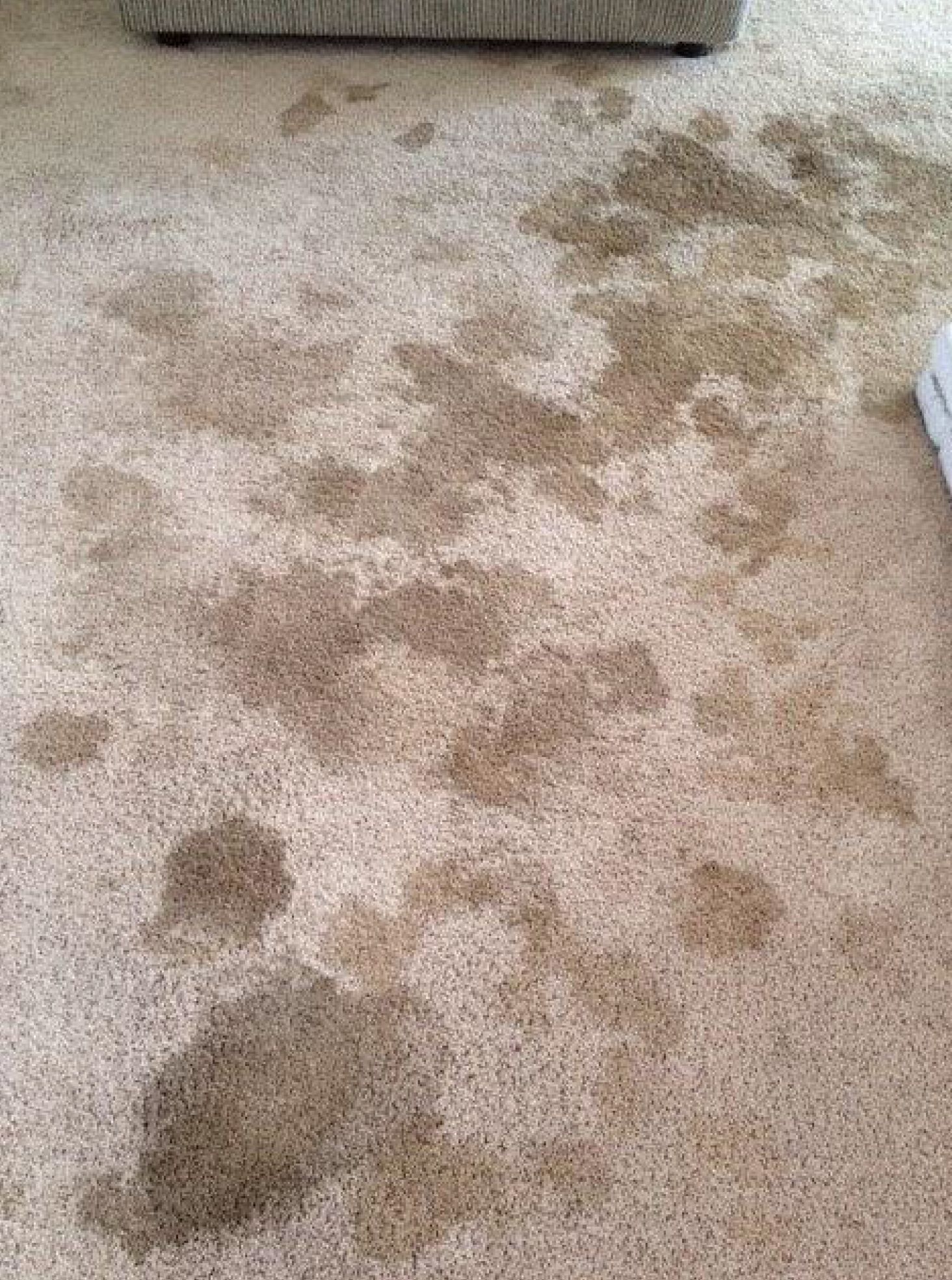 All Star Carpet Cleaning Before