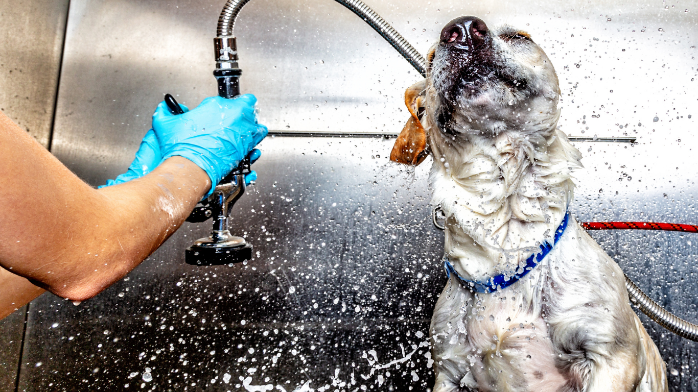 Dog being washed in a stainless steel sink; gloved hands spray water.