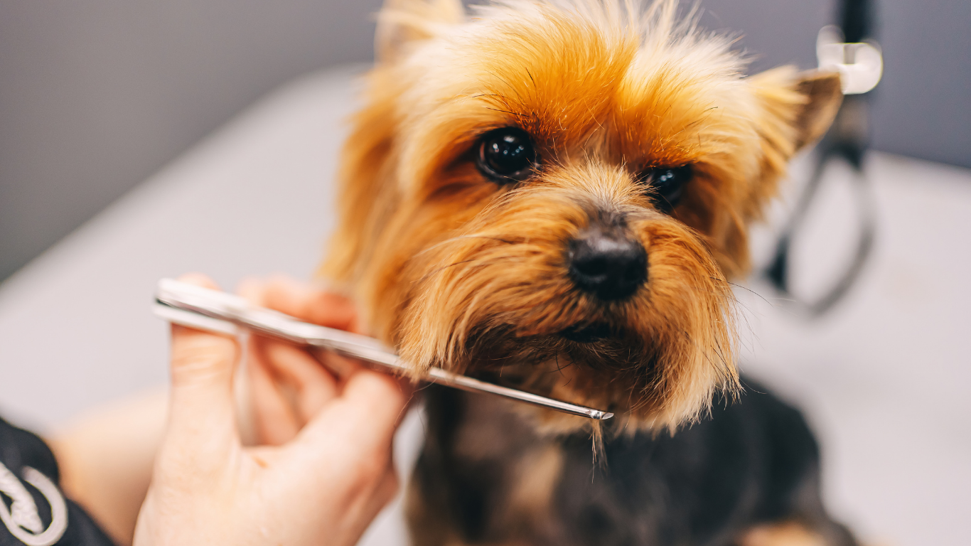 Yorkshire Terrier being groomed with scissors.