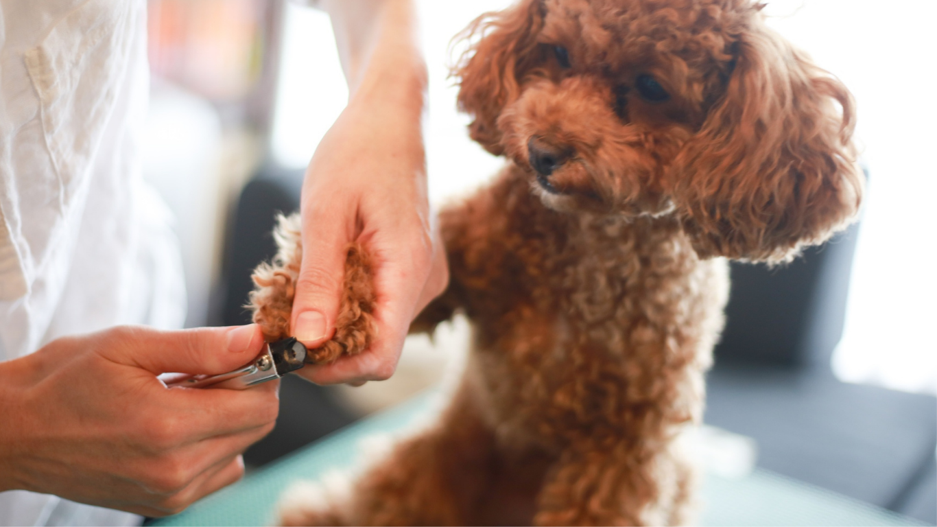 Person trimming a poodle's paw nails with clippers. The dog is brown and has curly fur. Indoors on a table.