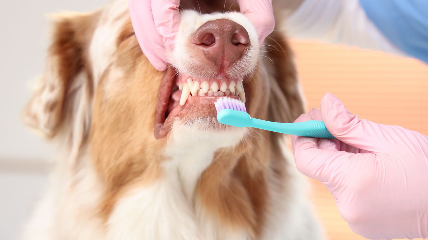 Dog getting its teeth brushed by gloved hands, close-up.