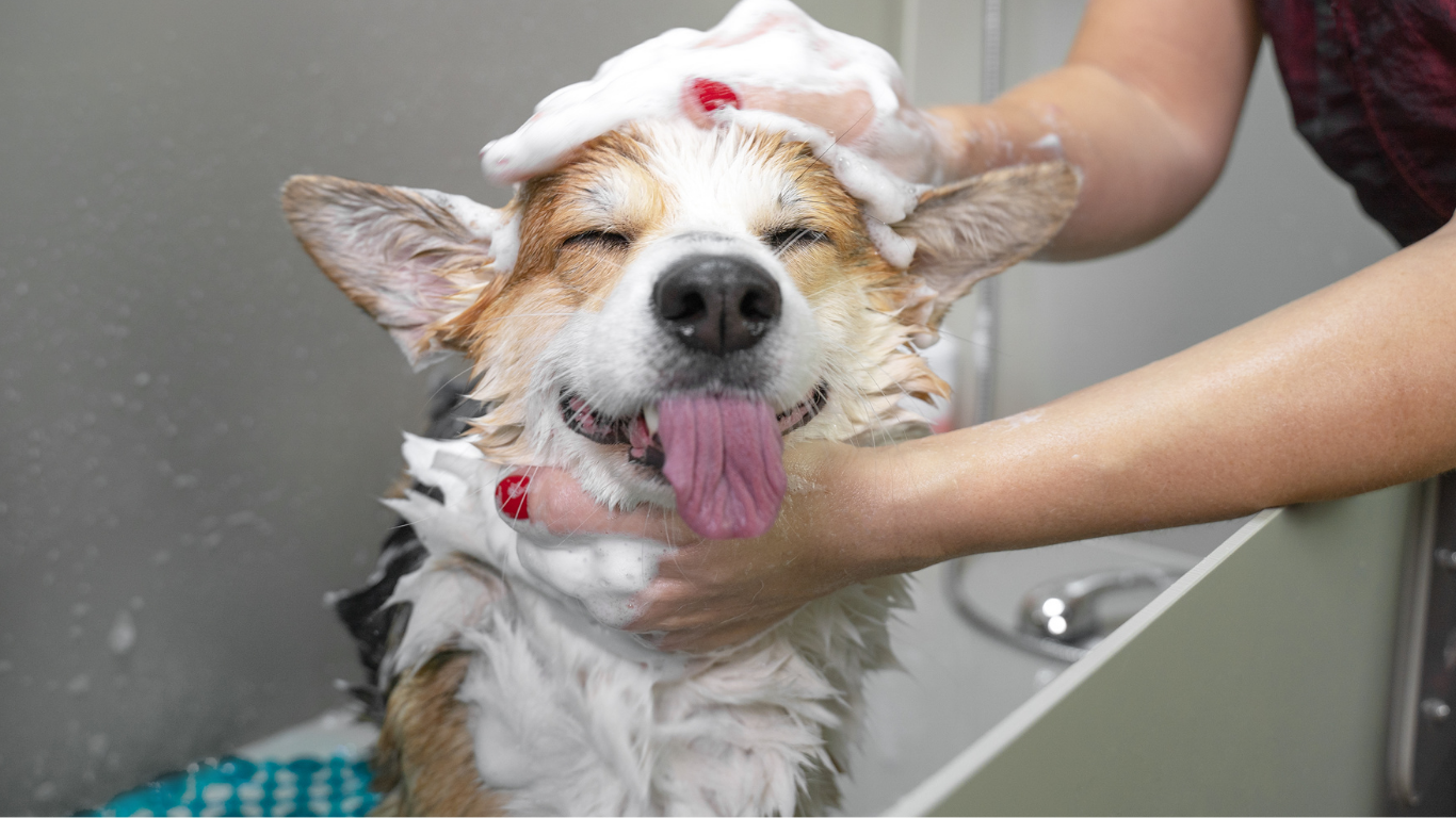 Corgi dog with eyes closed, getting a bath, smiling with tongue out, in a tub with soapy foam on its head.