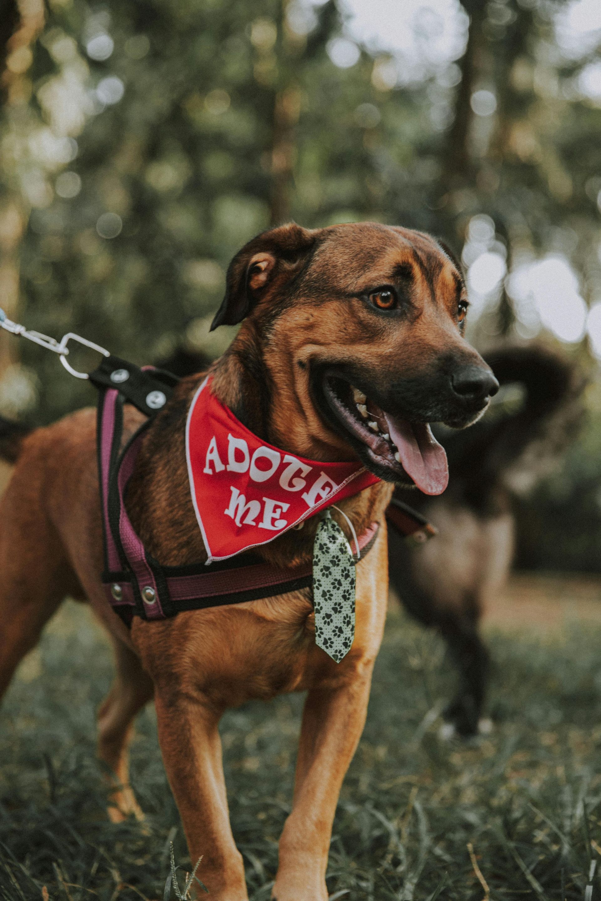 Cachorro marrom com bandana, gravata e coleira com a inscrição