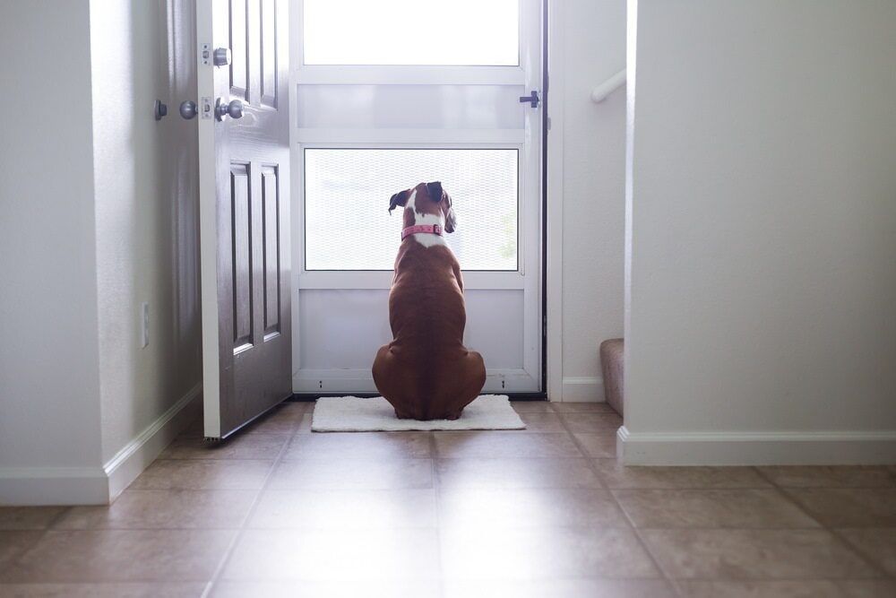 A Dog Is Sitting On A Mat In Front Of A Door With Mesh Screen — Summerland Screens & Awnings In Ballina, NSW