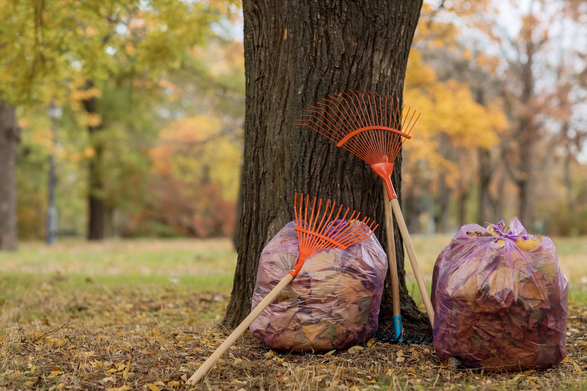 Two rakes and leaf bags leaning against a tree in a park with autumn foliage.