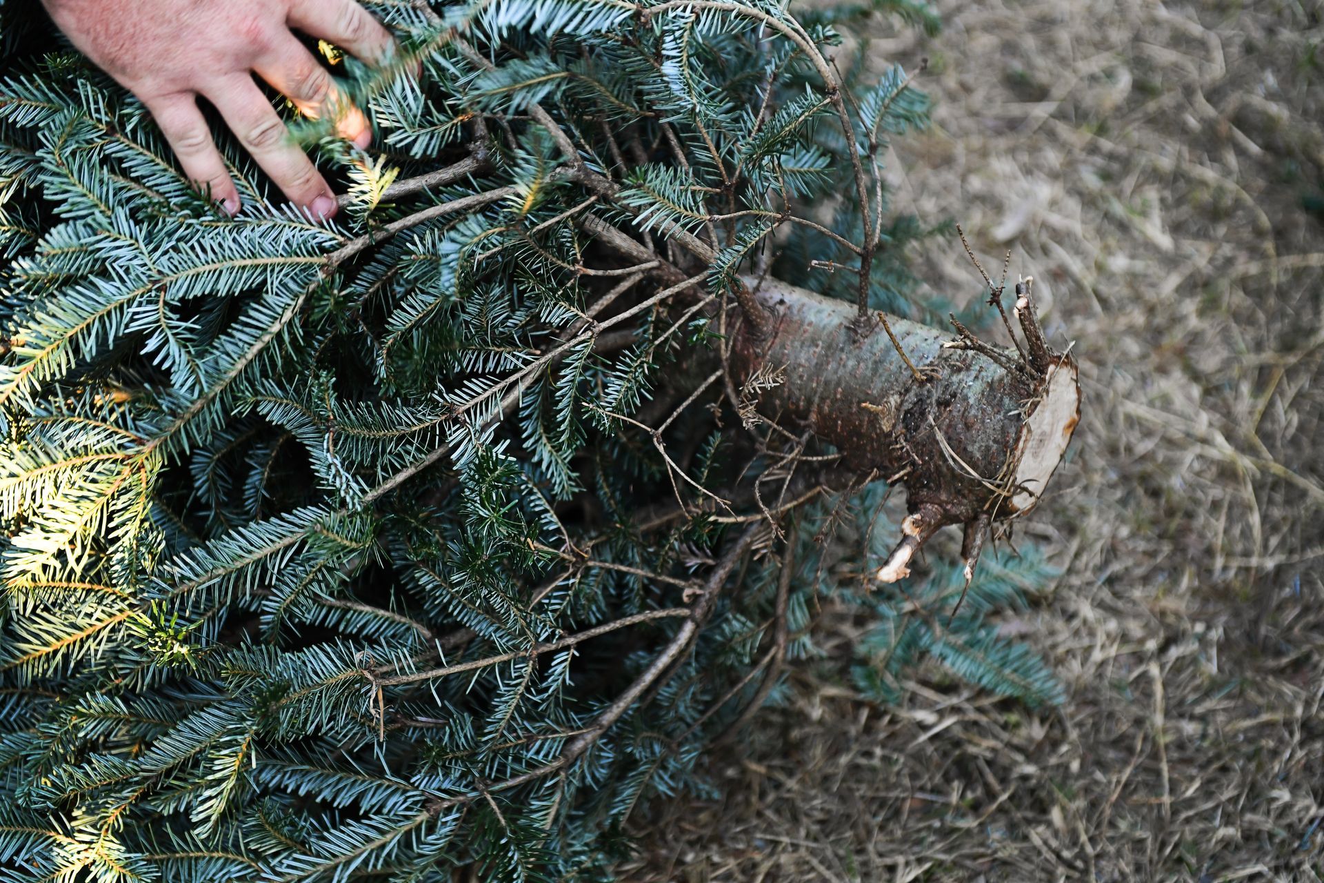A hand touches the cut trunk of a fallen evergreen tree on the ground.