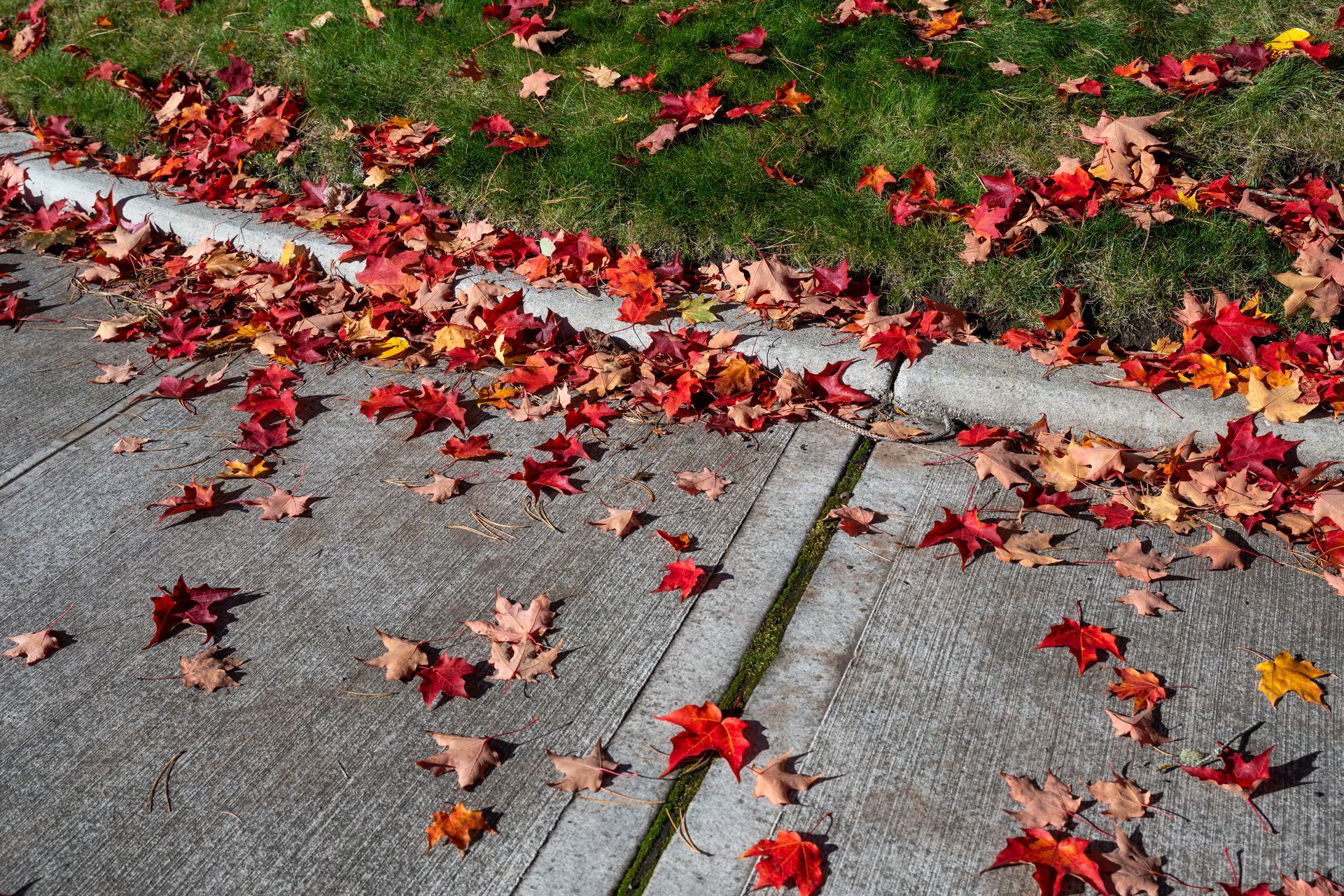 Red and orange autumn leaves on a concrete sidewalk and green grass next to a curb.