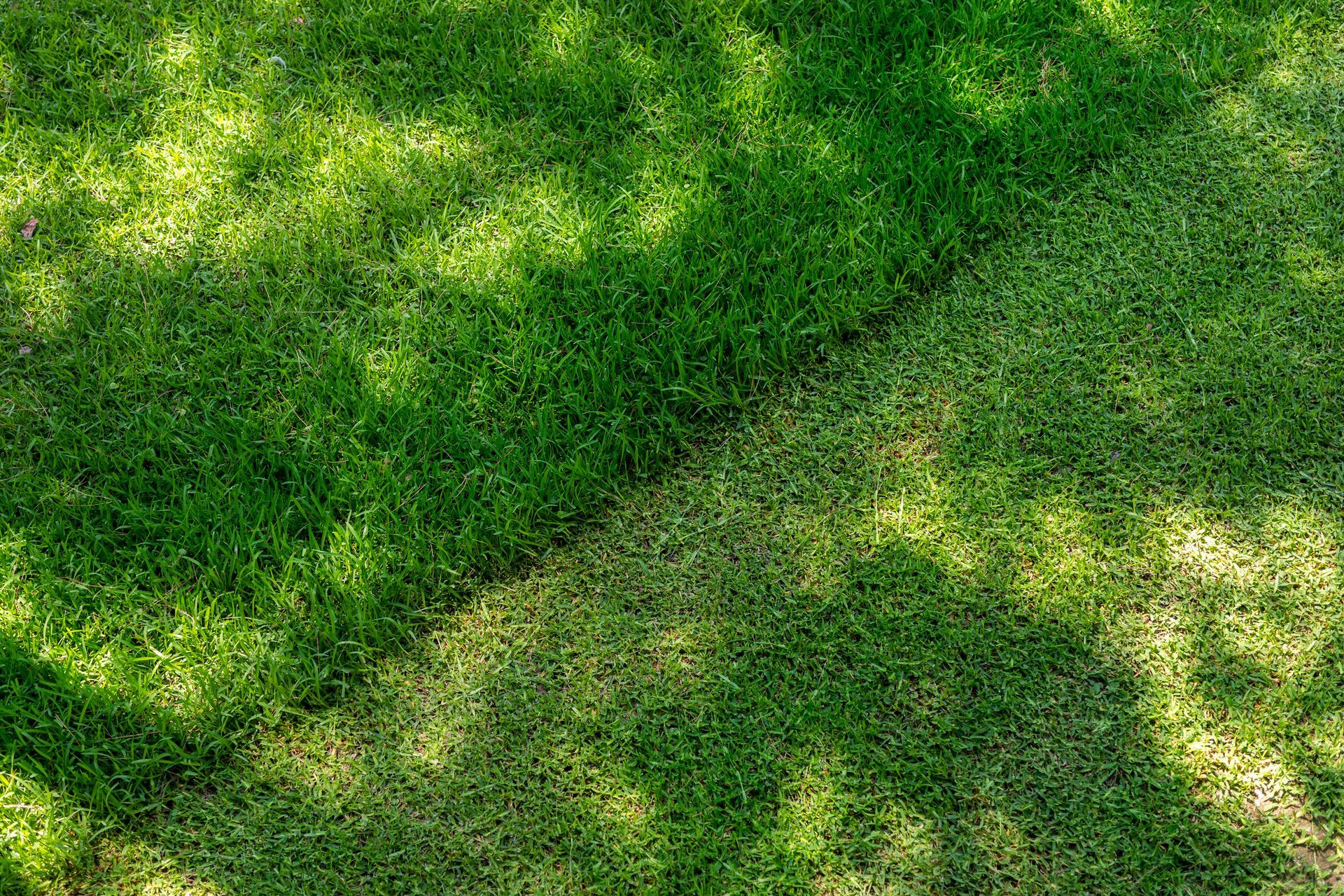 Green lawn, half in shadow, half in sunlight.