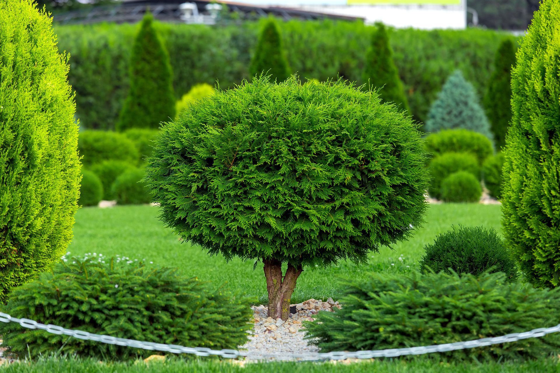 A well-manicured garden with a round, green bush in the center, surrounded by other neatly trimmed shrubs and trees.
