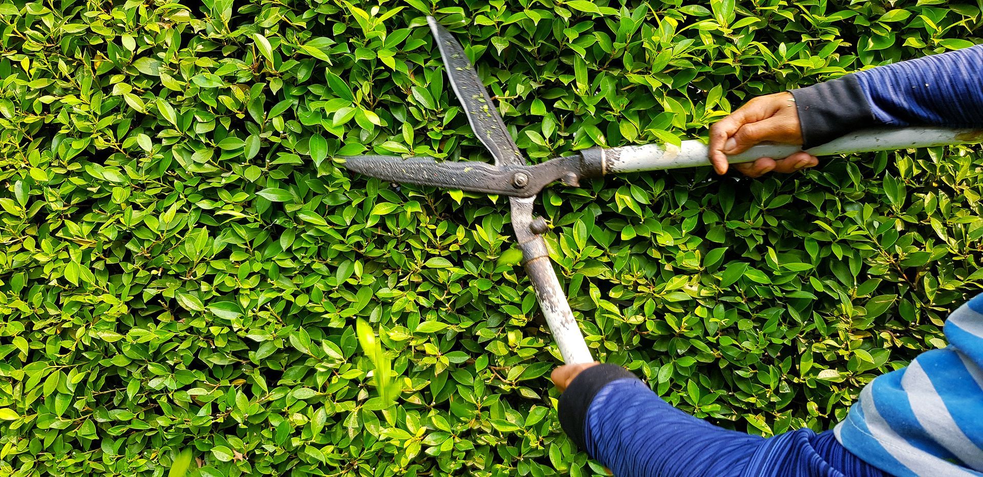 Person using large hedge shears to trim a green bush outdoors.
