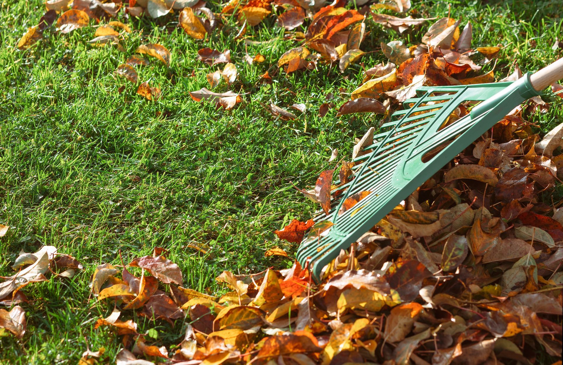 Green rake gathering colorful fallen leaves on a lawn.