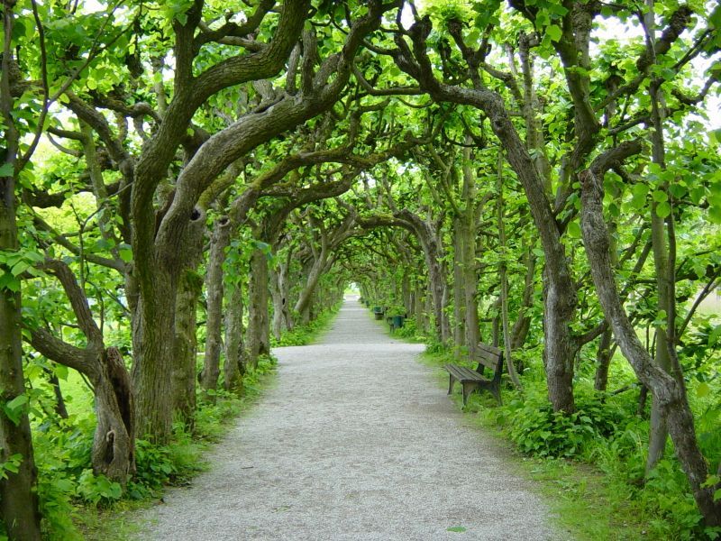 Tree walk in Dachau Castle garden