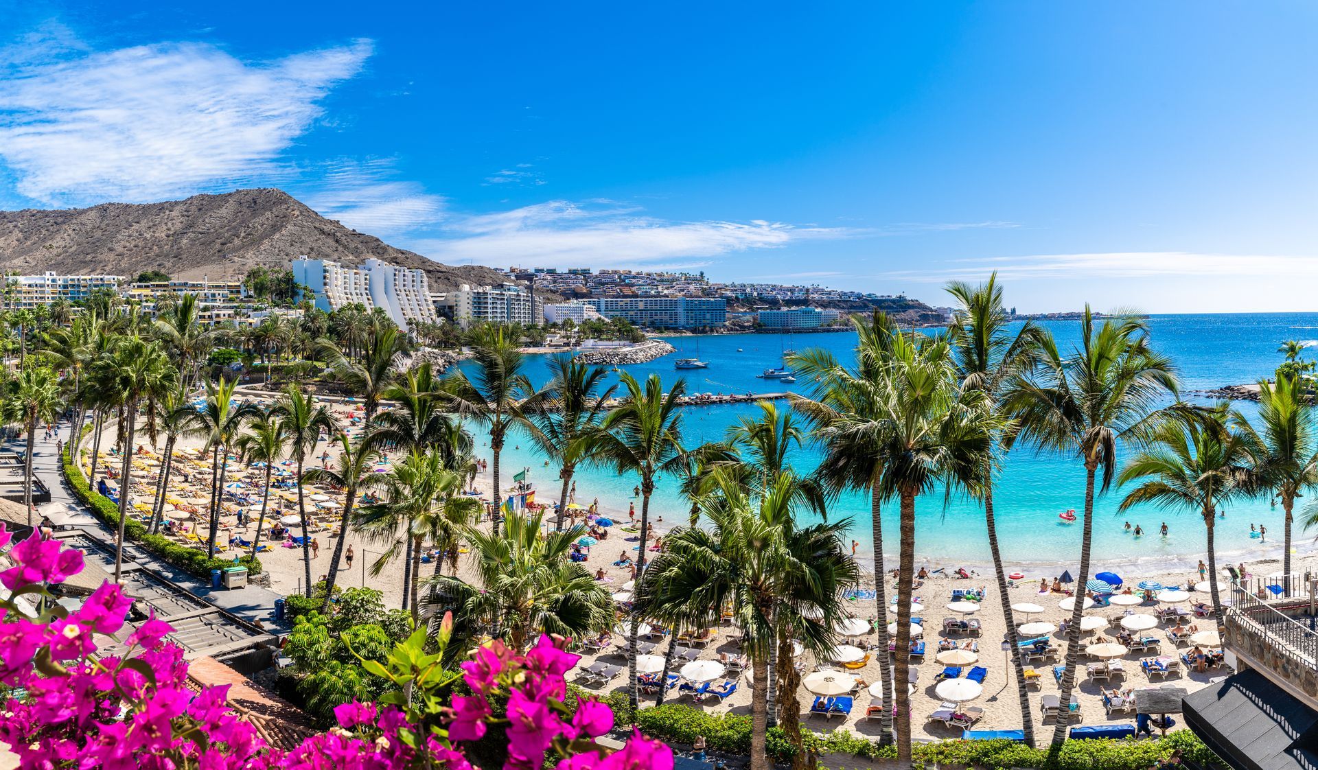 An aerial view of a tropical beach with palm trees and purple flowers.