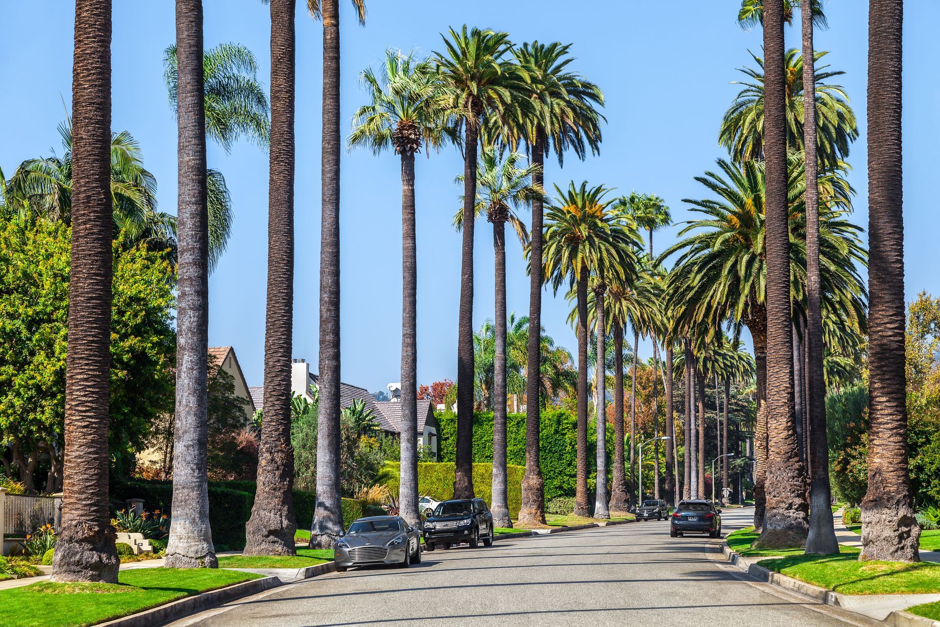 Palm trees Beverly Hills, Los Angeles USAÂ