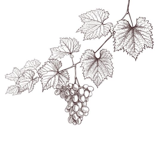 gezeichnete Weinrebe