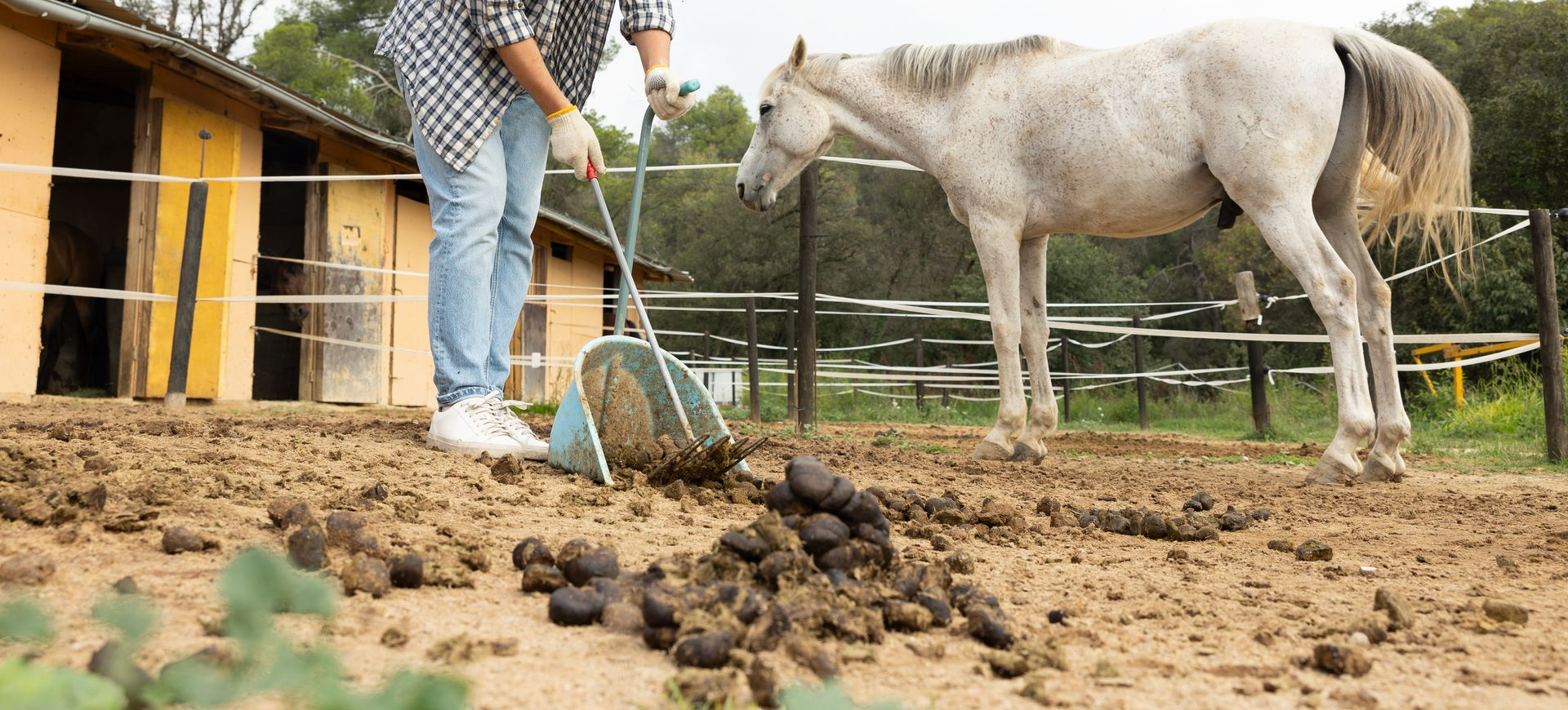 Person sweeping manure beside a white horse in a muddy stable yard