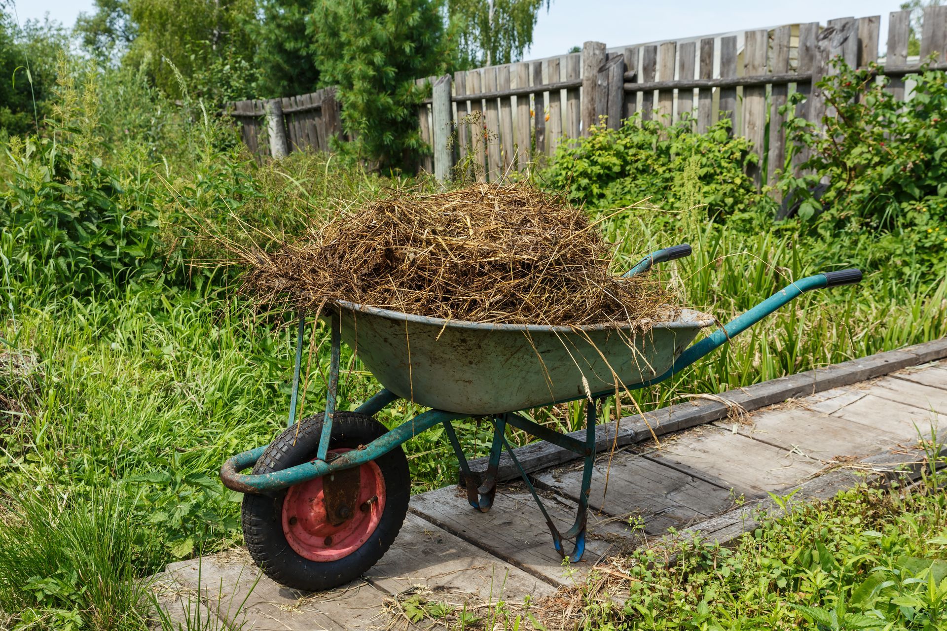 Wheelbarrow with manure Wheelbarrow with manure