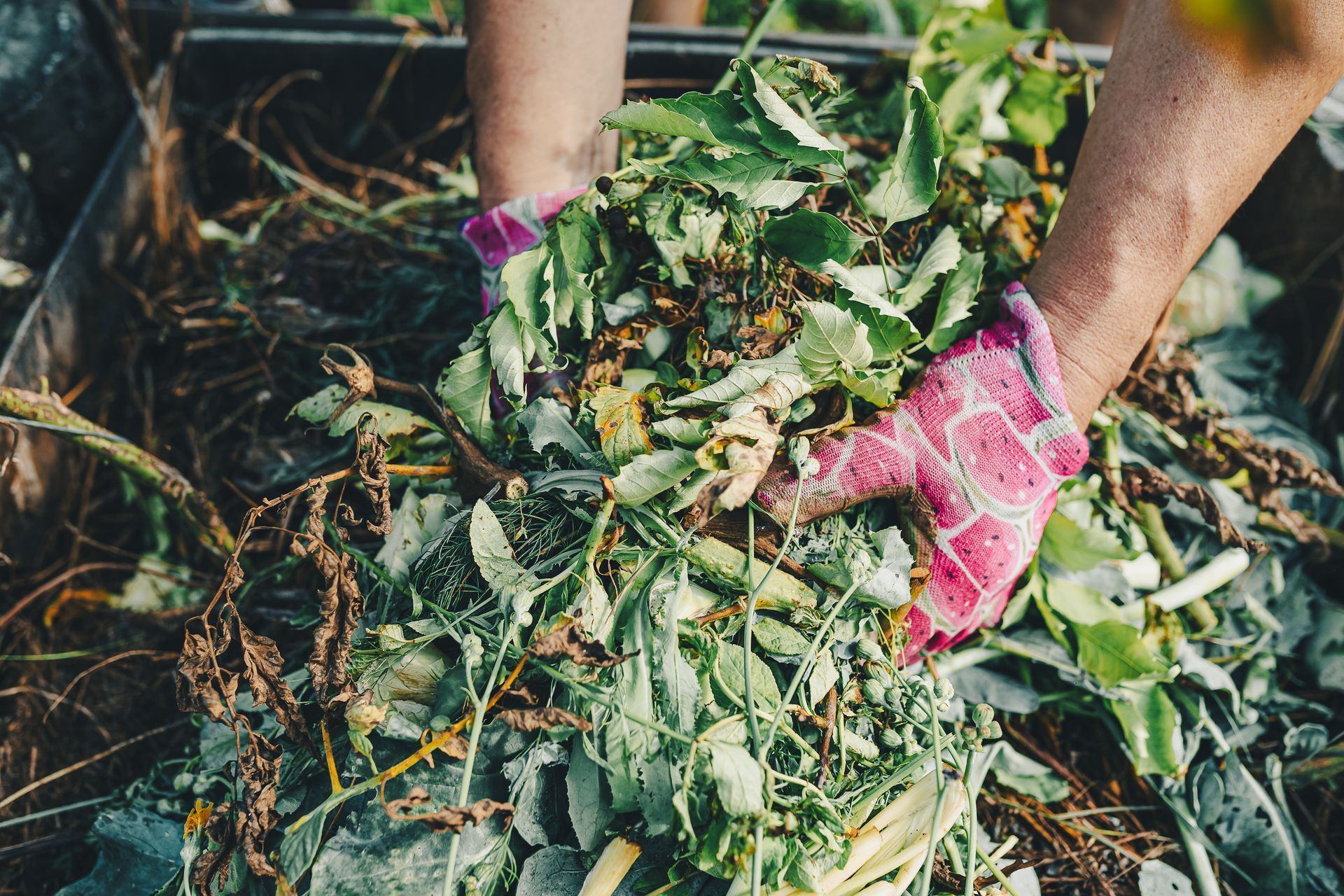Adding leaves to compost. Adding leaves to compost.