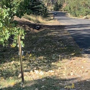 Tree Growing on Side of Road - Elizabeth, CO – NRK Skidsteer