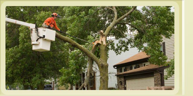 Appleton Tree Trimming Service, Tree service for tree removal