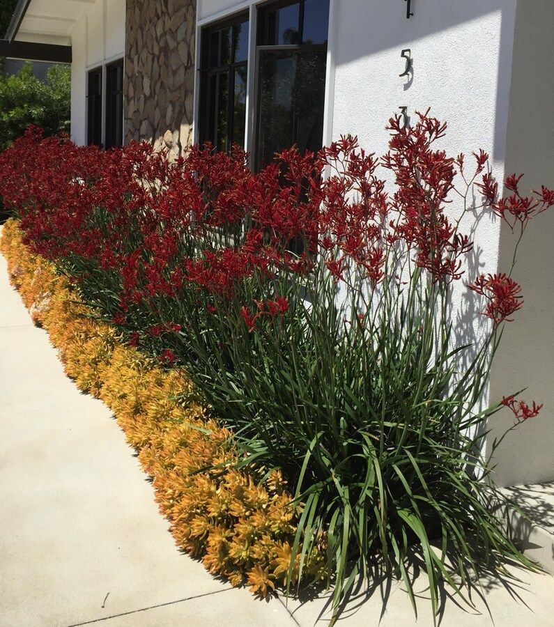 A row of red and yellow flowers in front of a house