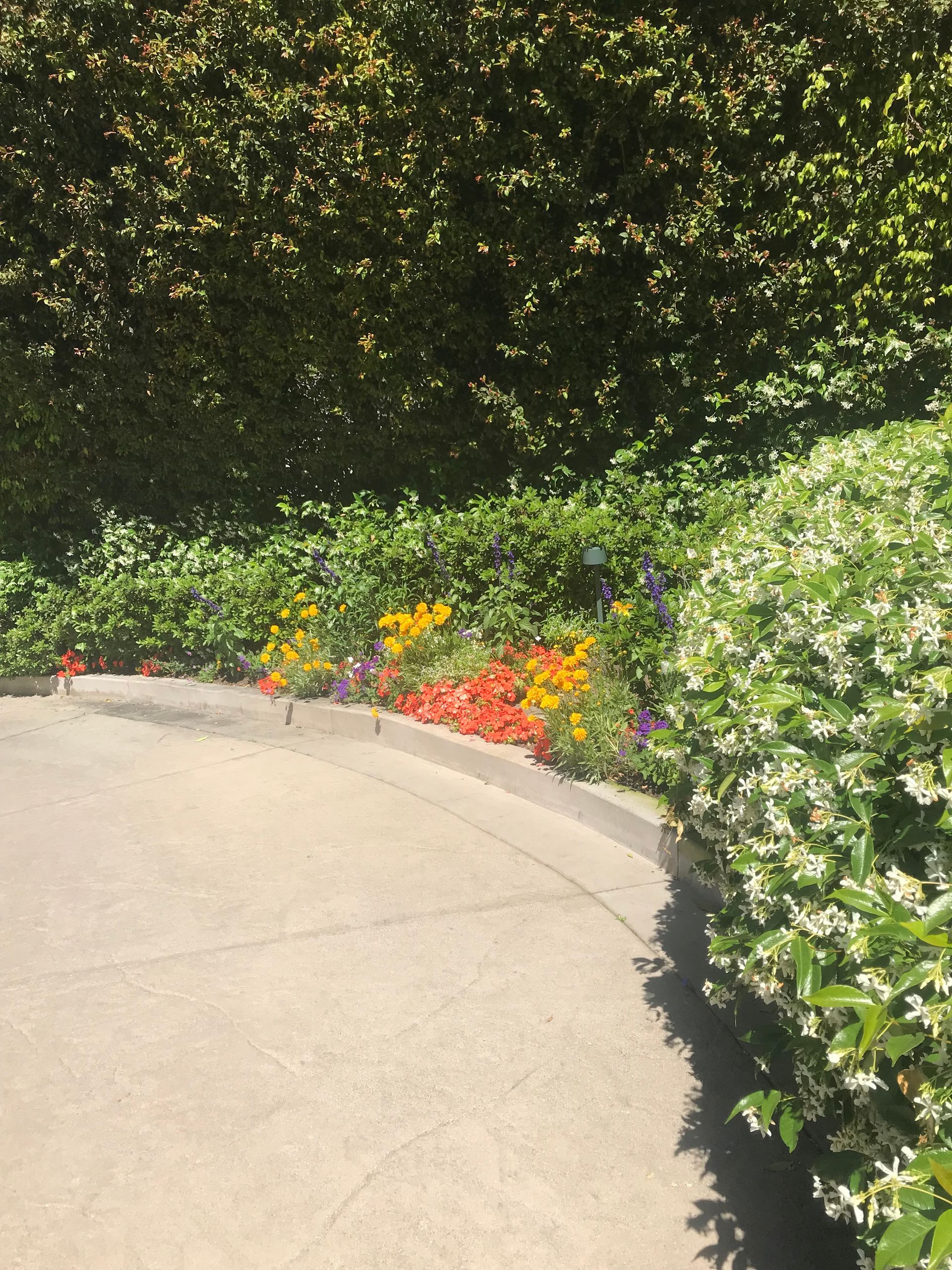 A row of flowers on the side of a road