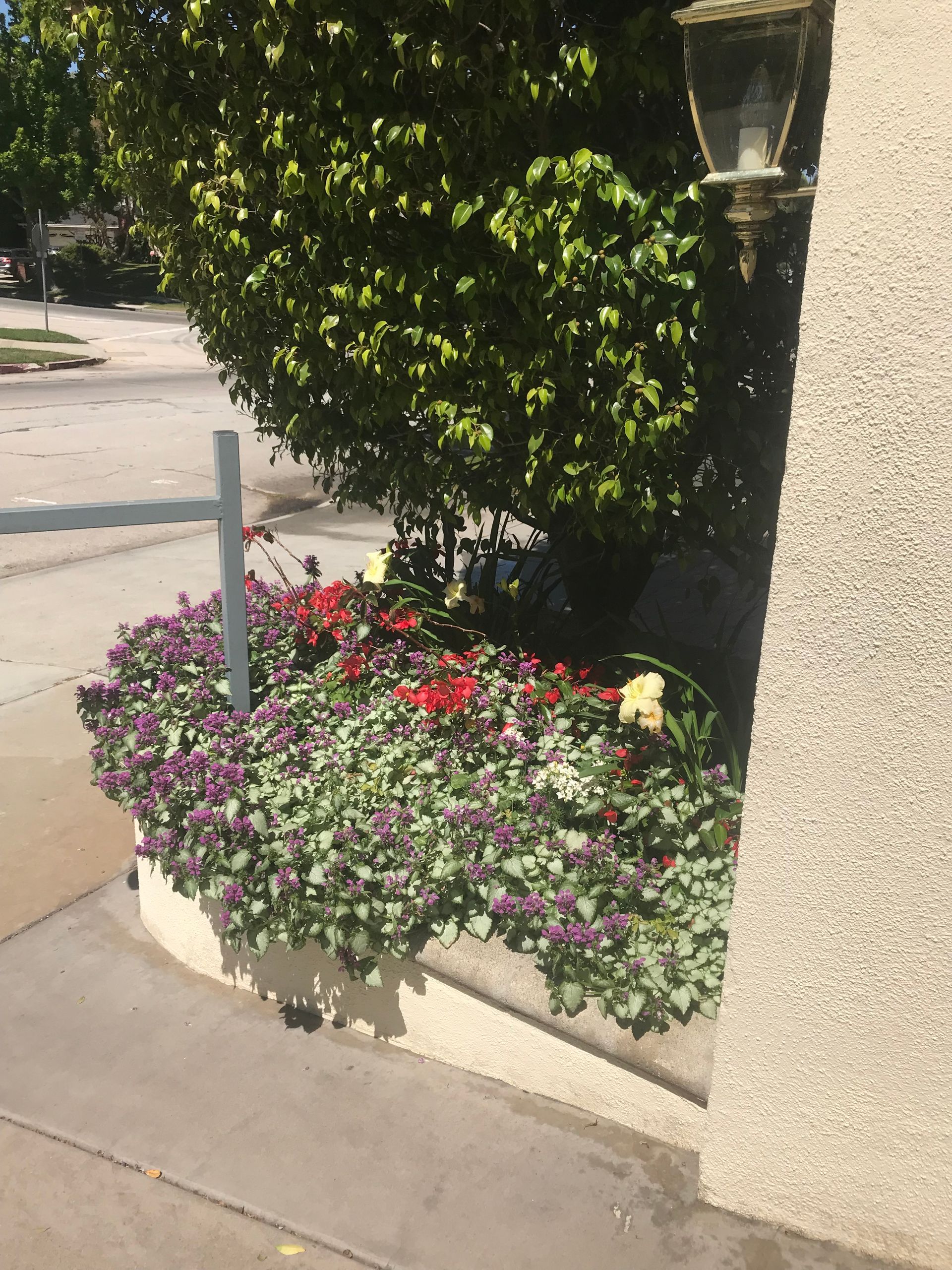 A garden with purple and red flowers in front of a building