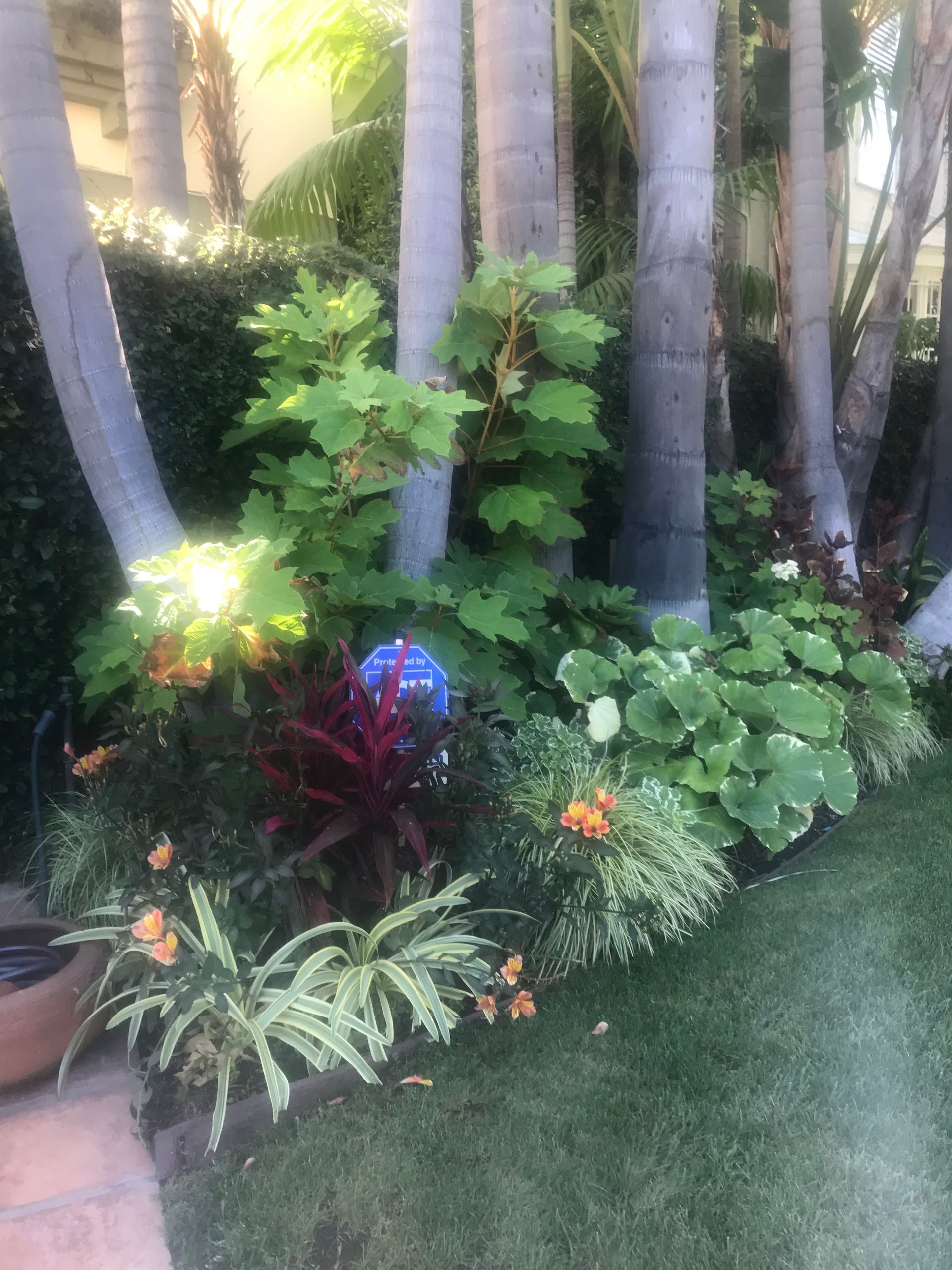 A garden filled with lots of plants and trees