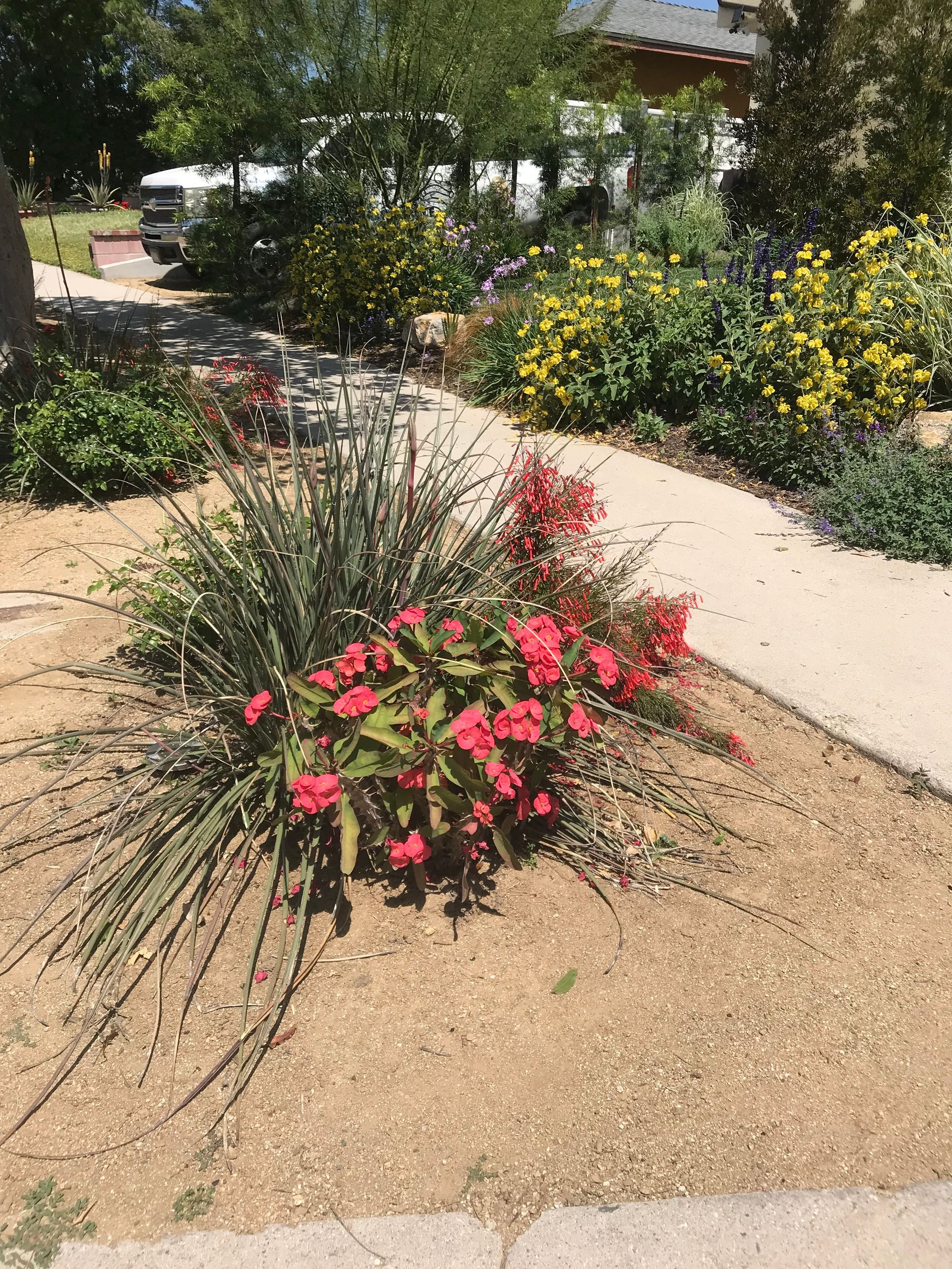 A bush with red flowers is in the middle of a garden next to a sidewalk.