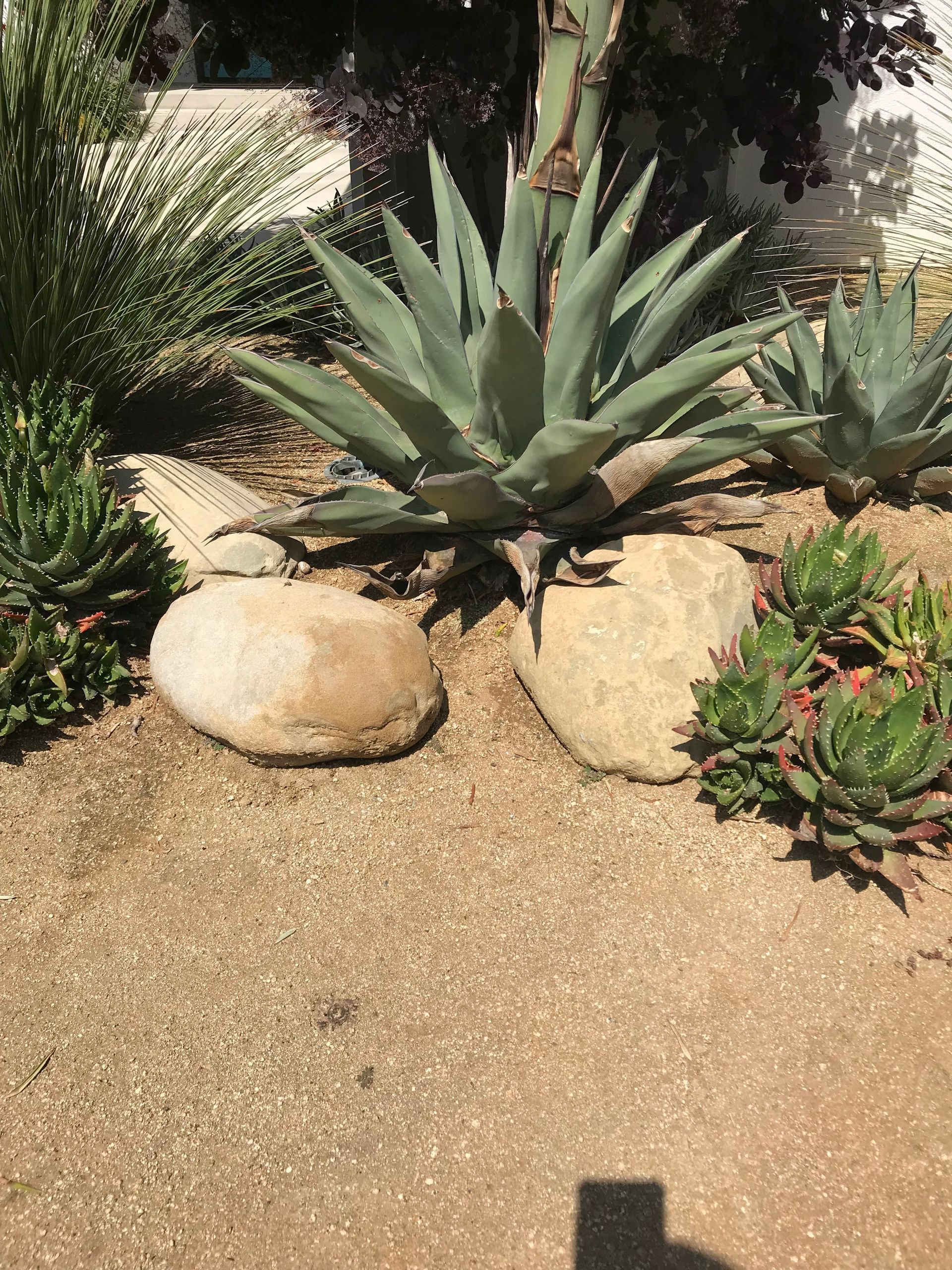 A cactus is growing in the middle of a rock garden.