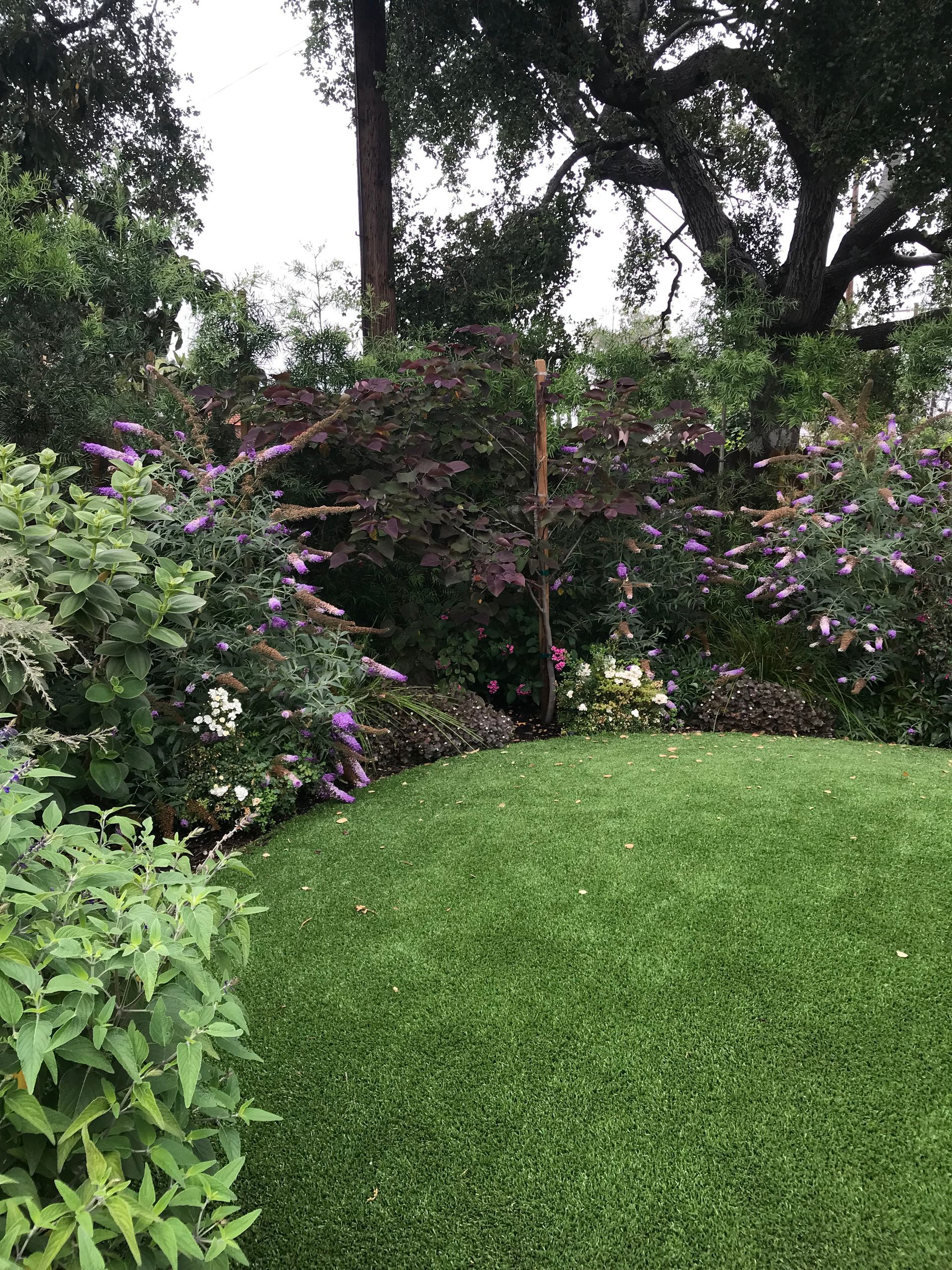 A lush green lawn with purple flowers and trees in the background.