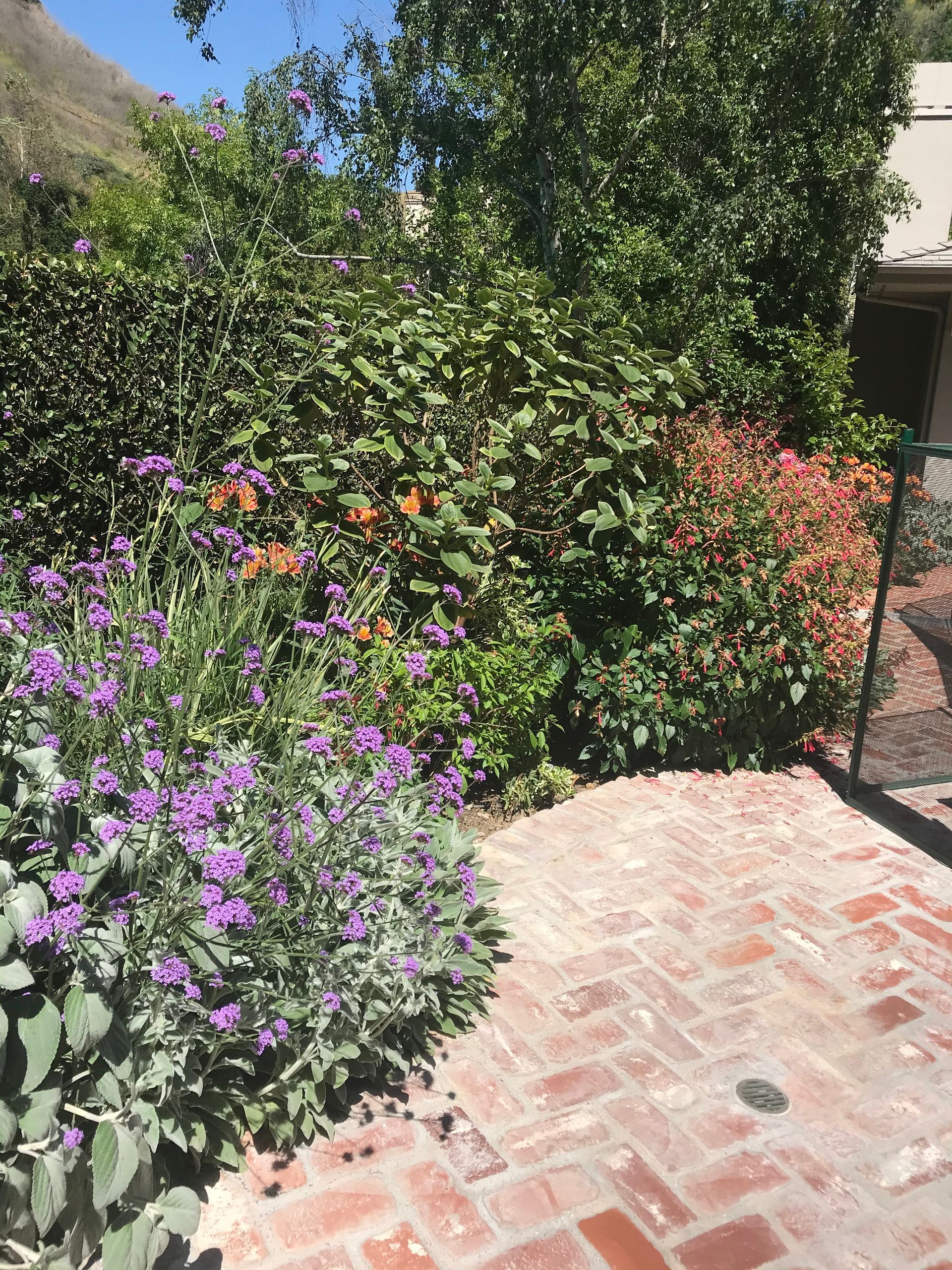 A brick walkway surrounded by purple flowers and trees in a garden.