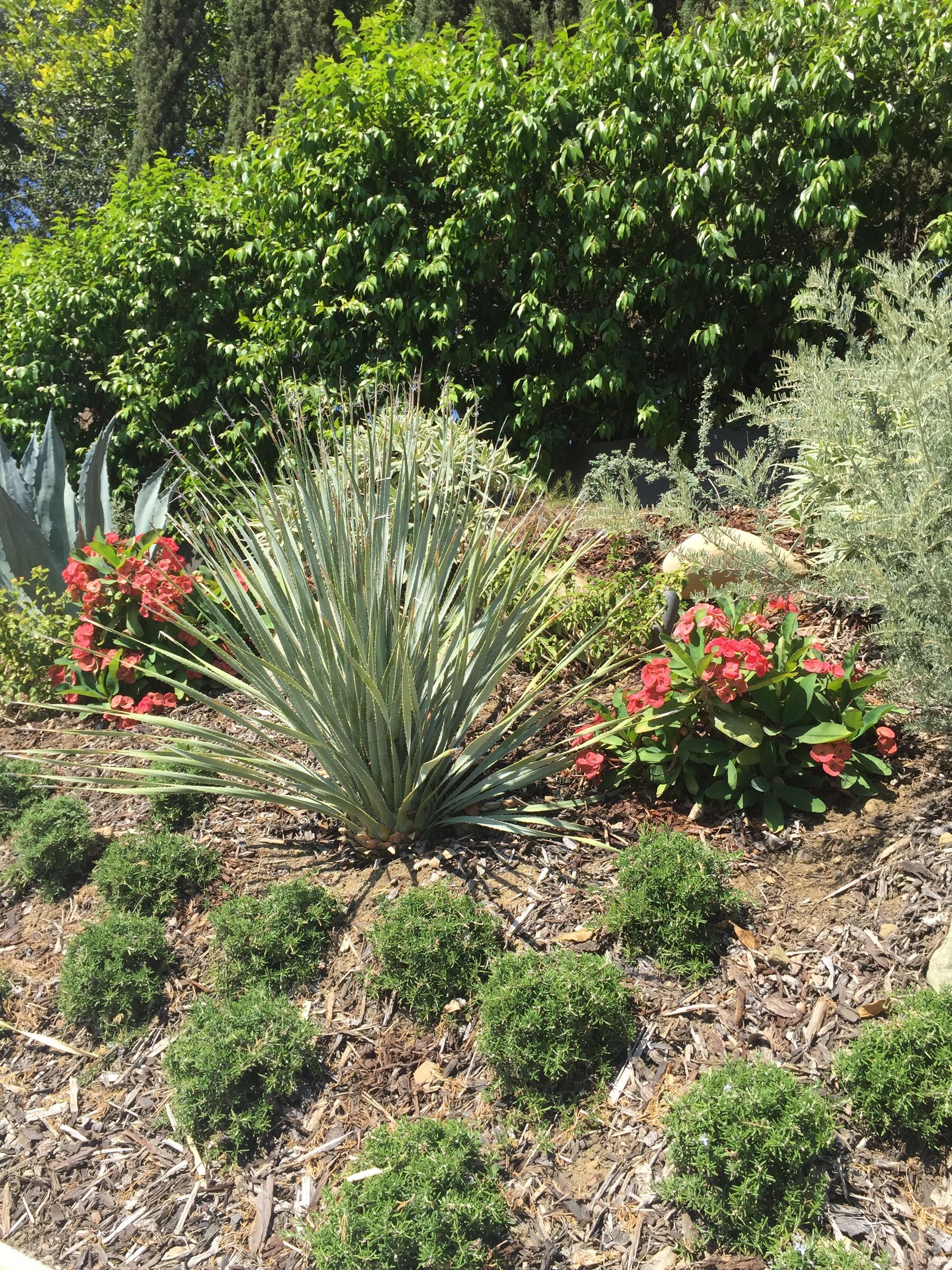 A garden filled with lots of plants and flowers.