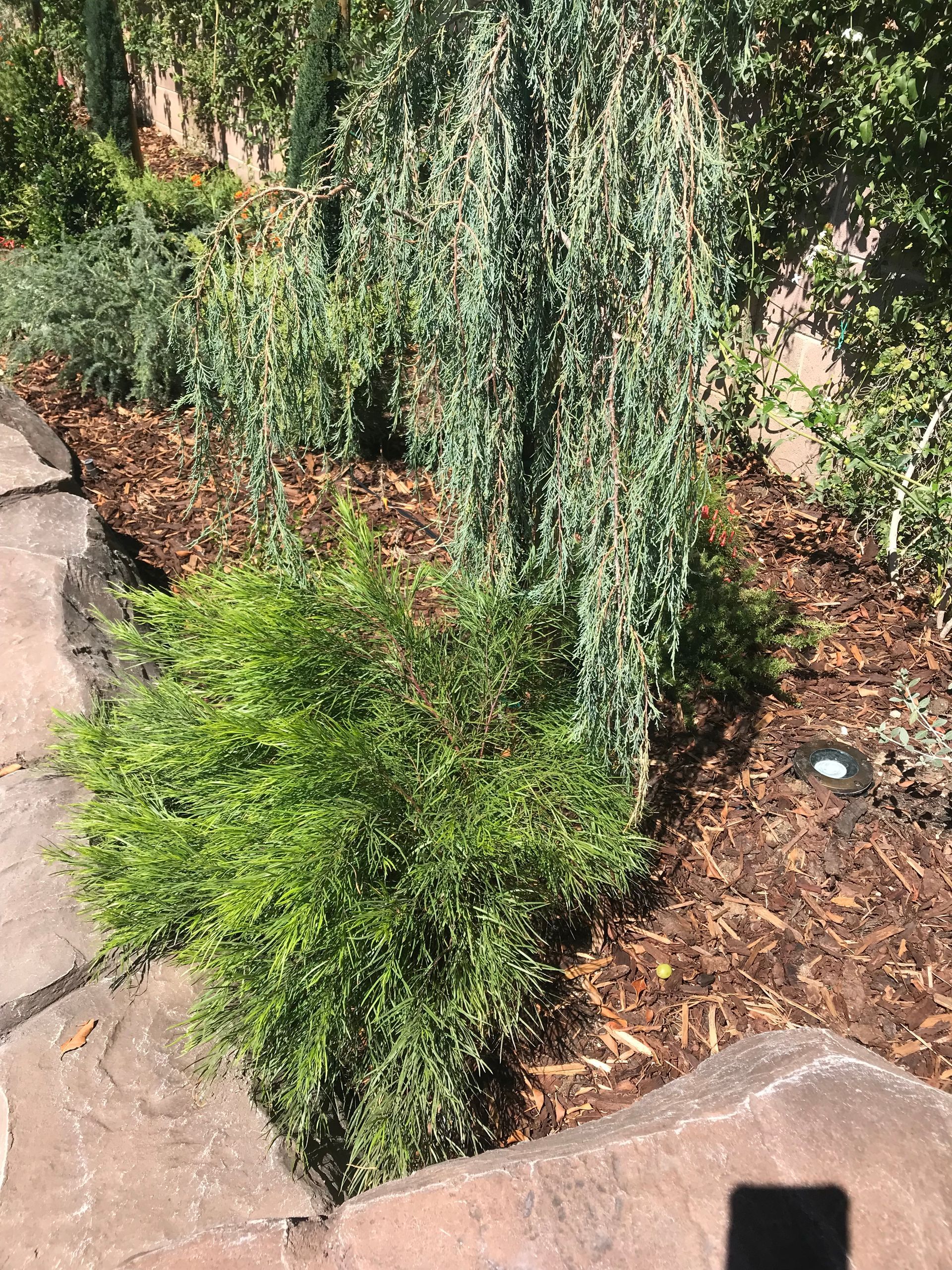 A row of plants growing in a garden next to a rock wall.