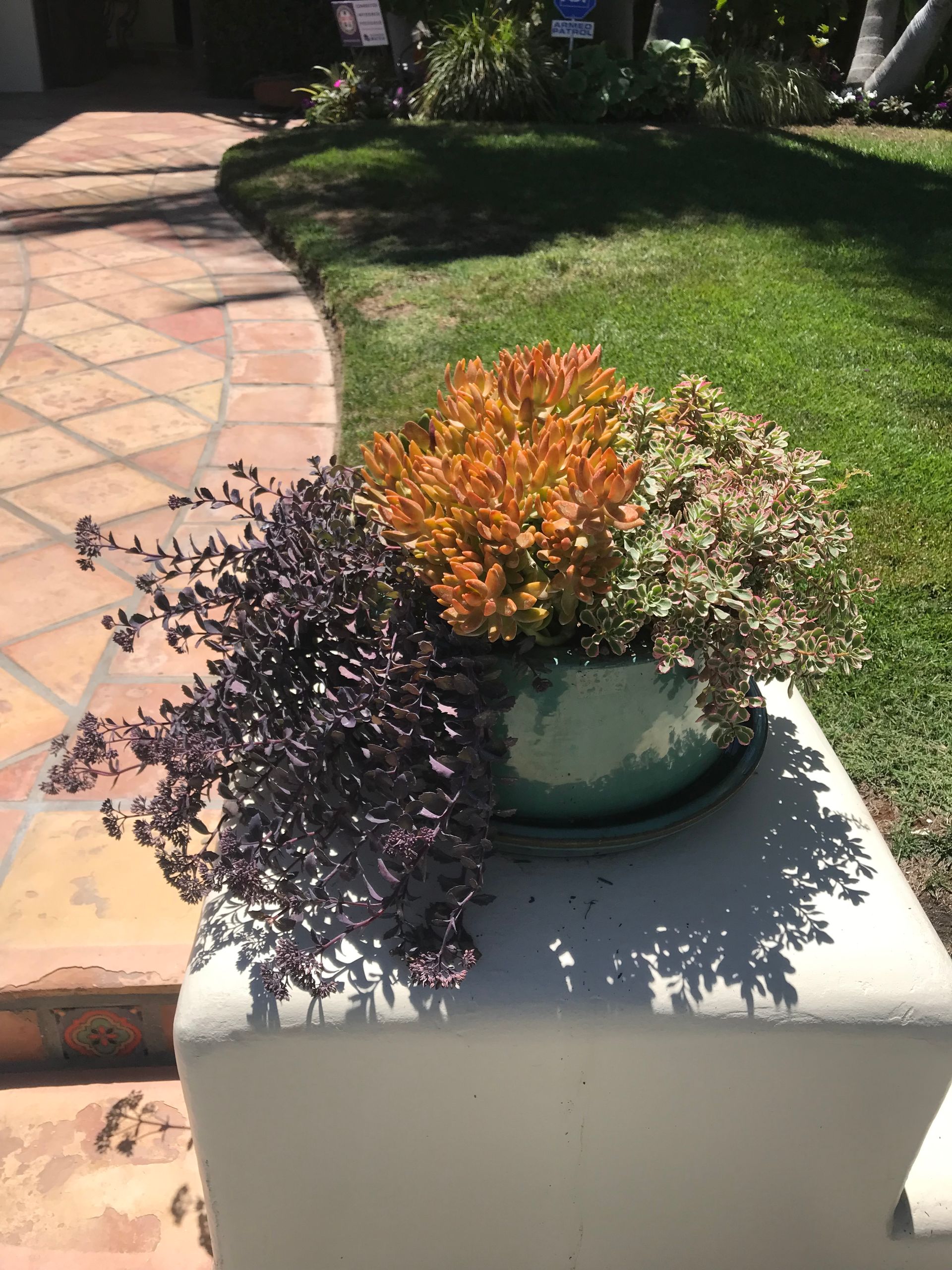 A potted plant is sitting on top of a concrete block.
