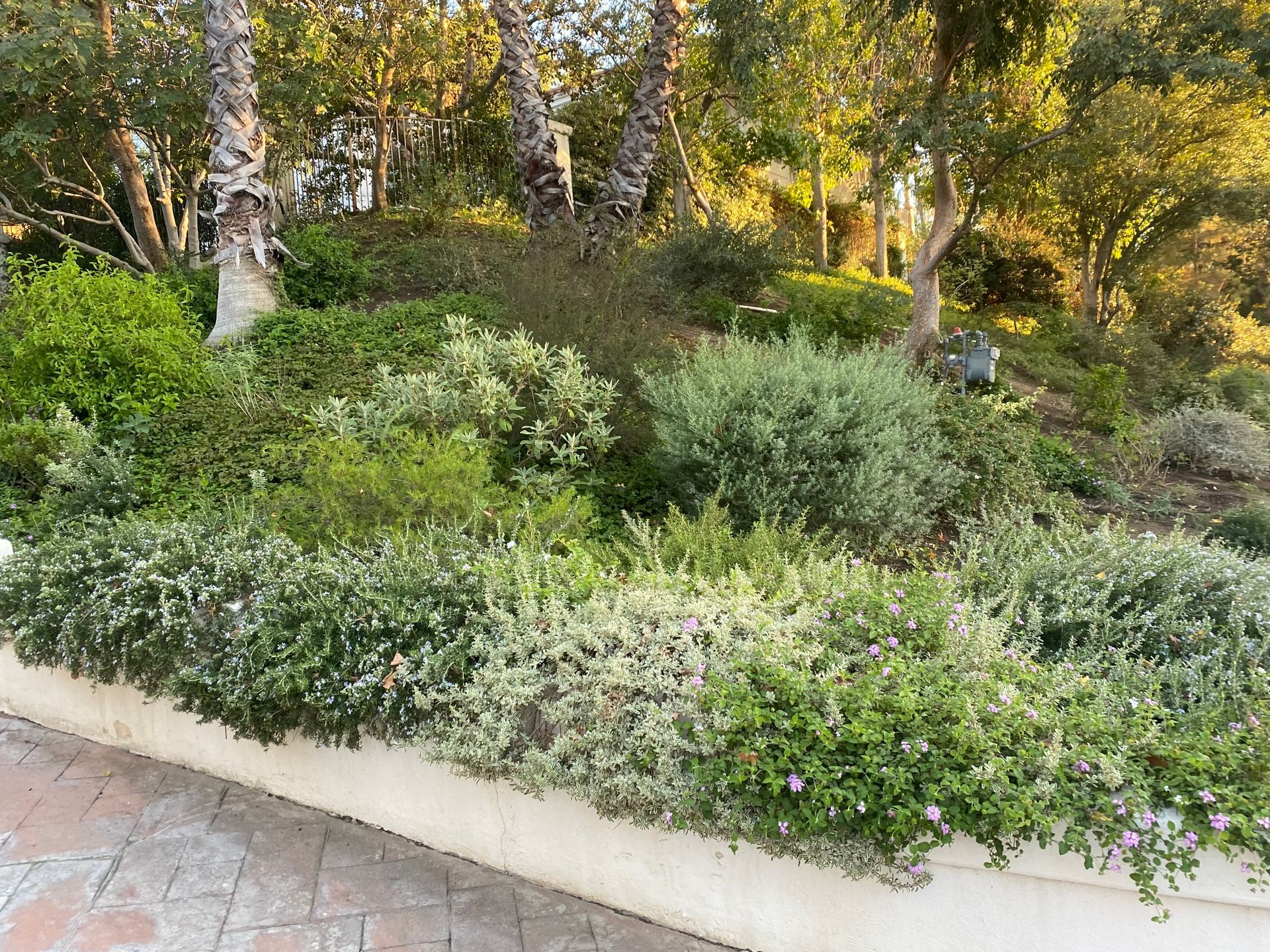 A garden filled with lots of plants and trees