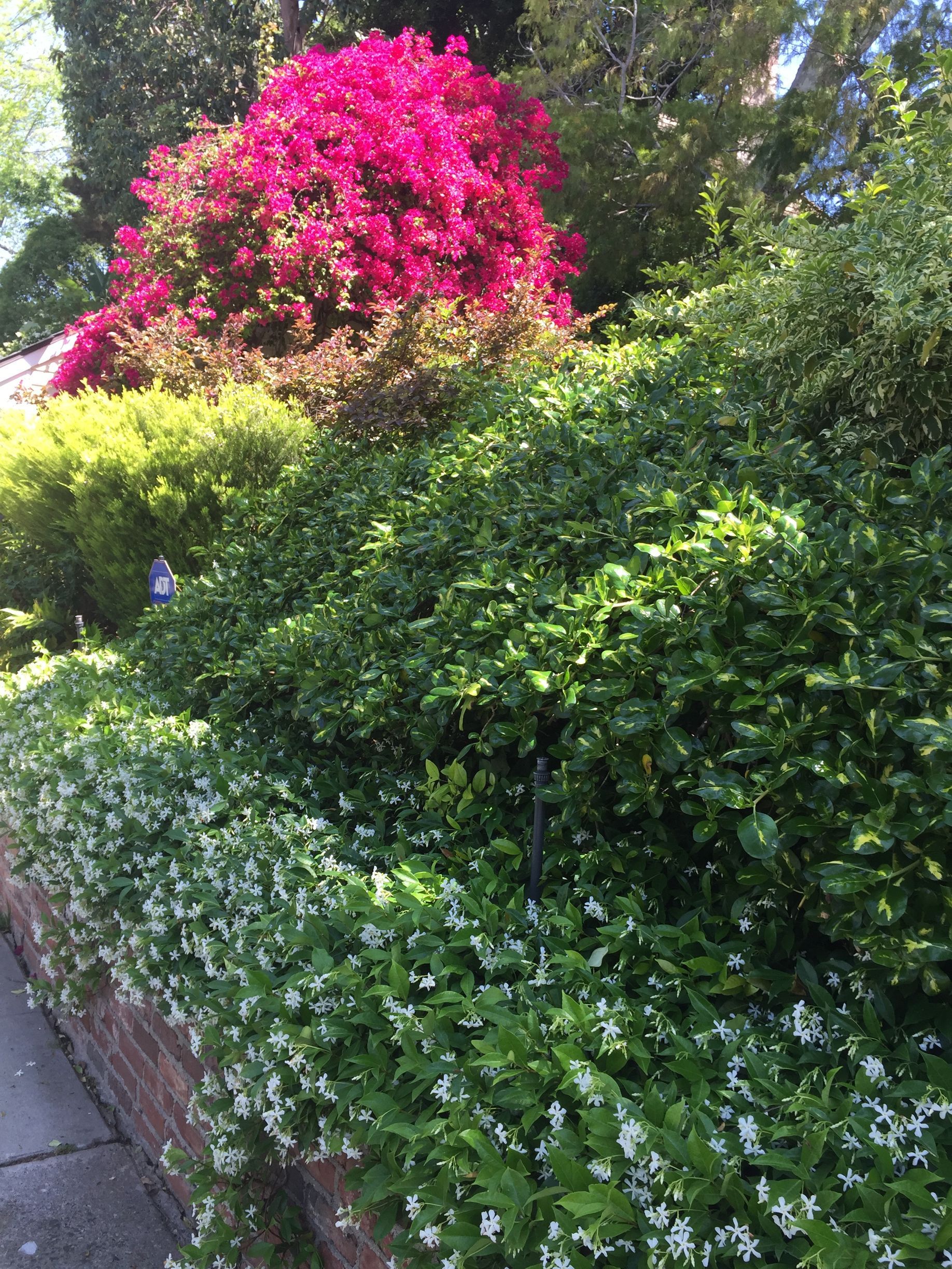 A lush green garden with pink flowers and white flowers