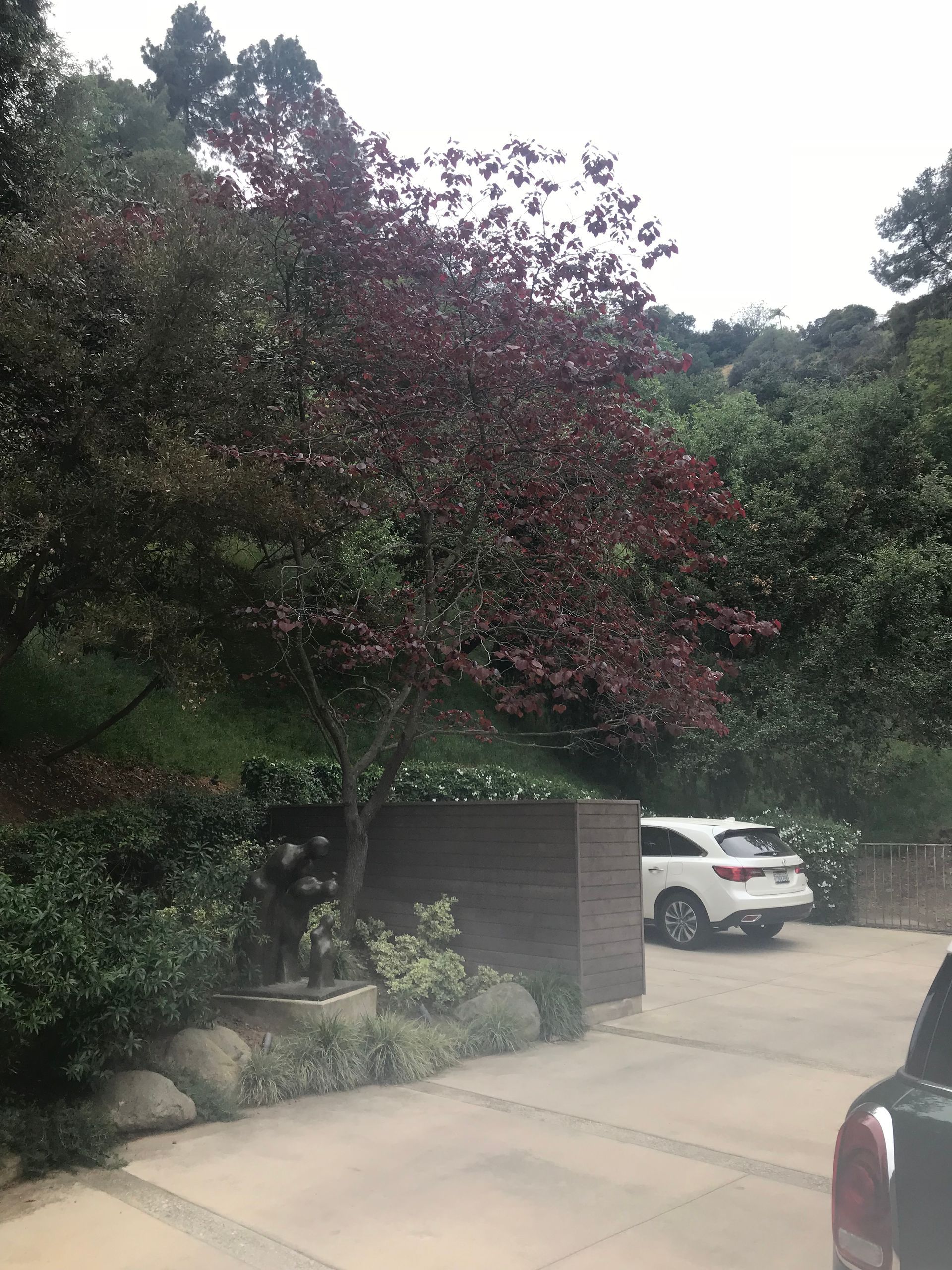 A white car is parked in a driveway next to a tree.
