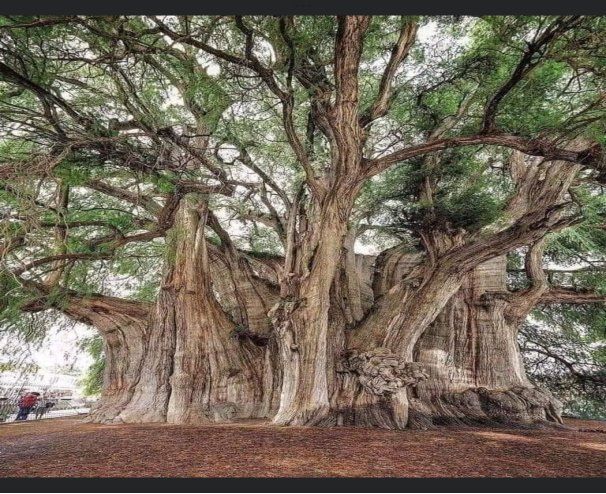 A large tree with lots of branches and leaves