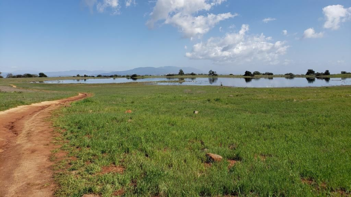 A dirt path beside a green field and shallow water under a clear blue sky.