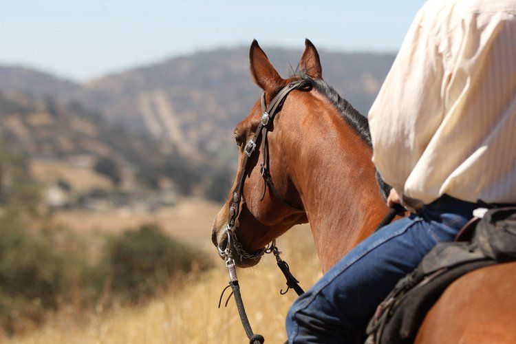 a person is riding a horse in a field with mountains in the background
