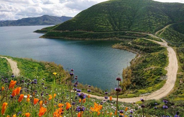 a road going through a lake with flowers in the foreground