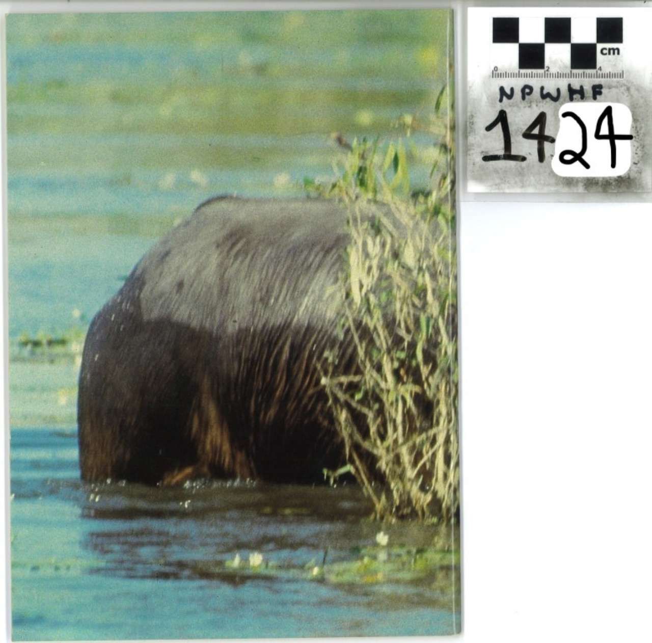 Muddy beaver in shallow water near reeds, with a small label card in the corner