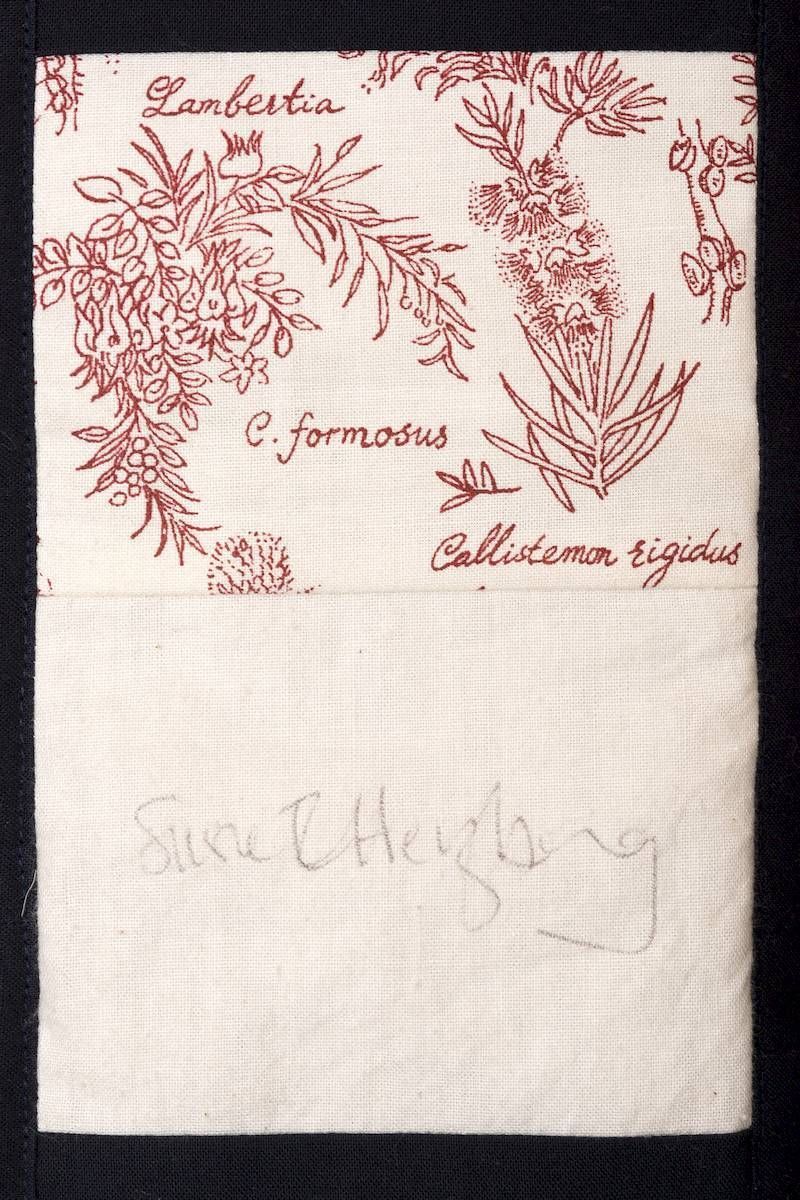 Red botanical sketch on white paper with handwritten plant names and faint pencil notes below