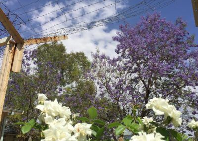 A bunch of white flowers are growing in front of a purple tree.