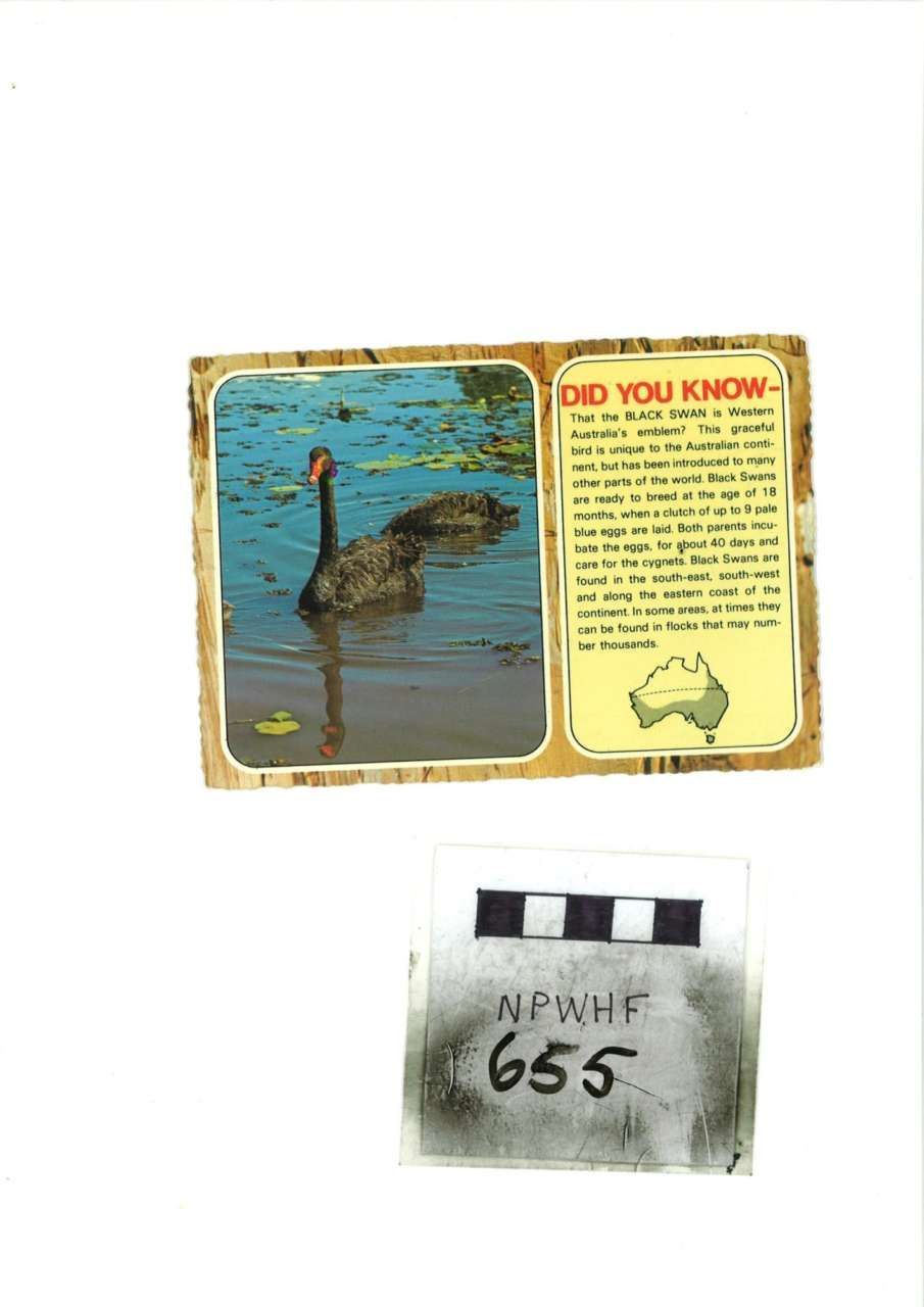 Yellow info card with a duck photo, beside a small gray label marked “Input 655.”