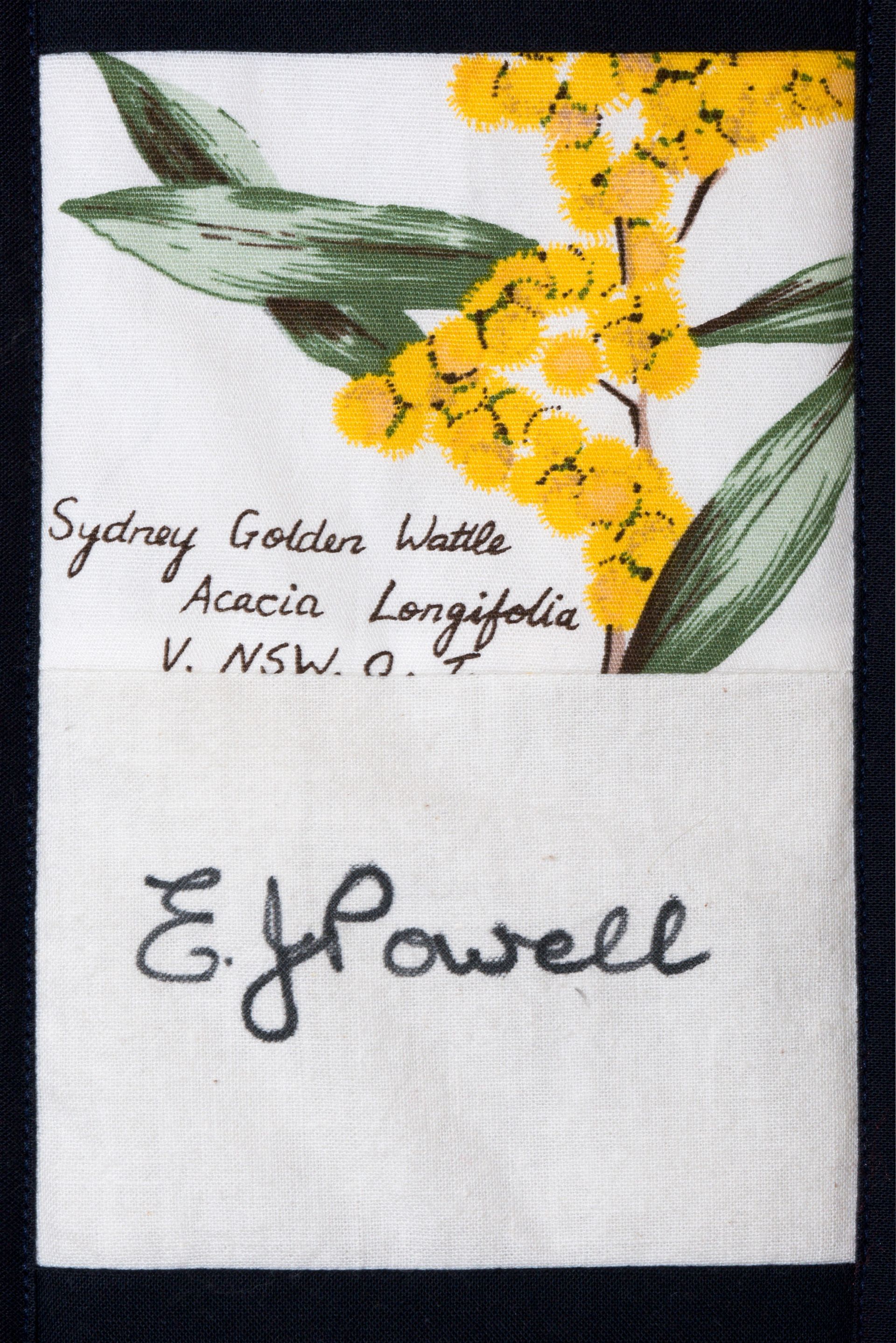 Pressed yellow acacia flowers and green leaves on paper with handwritten labels and “E. Howell”